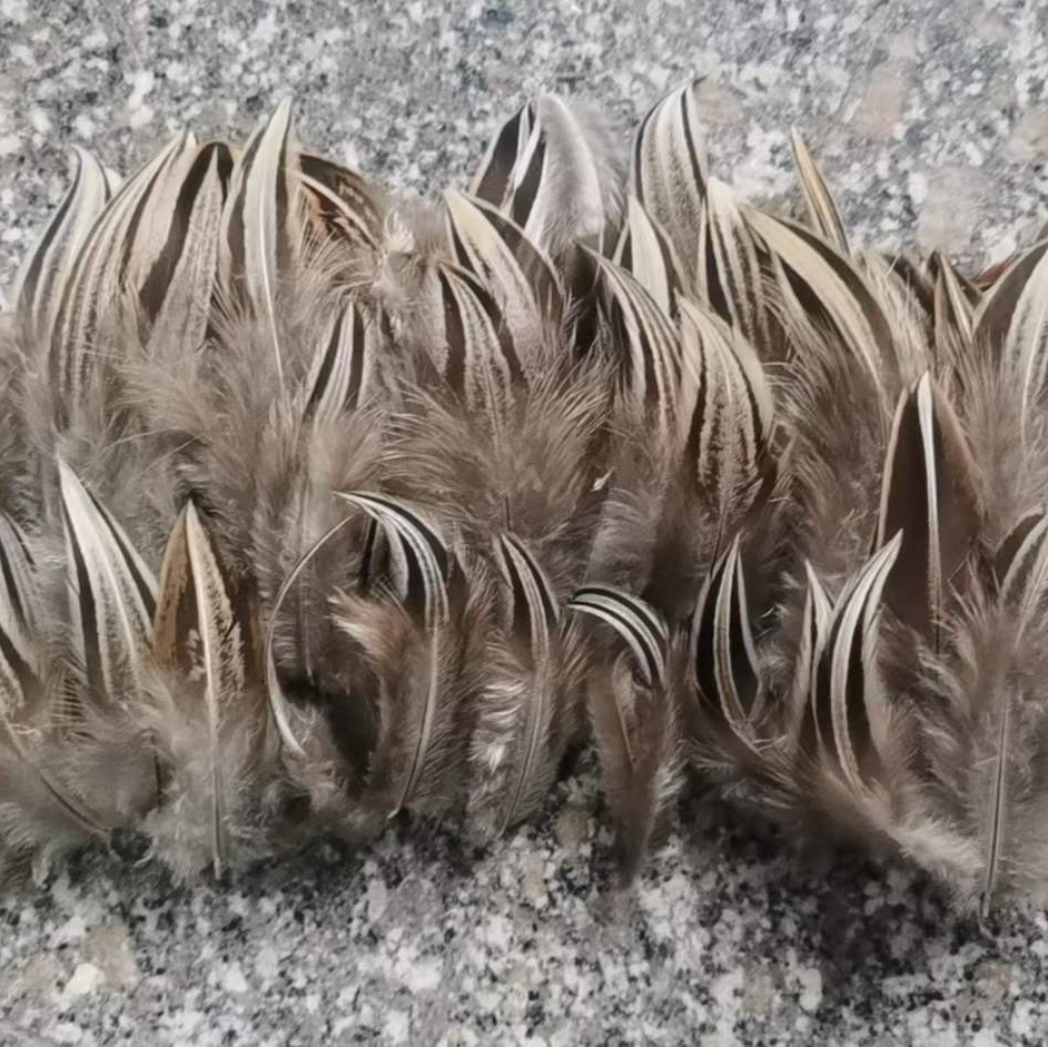 A pheasant has a heart tip