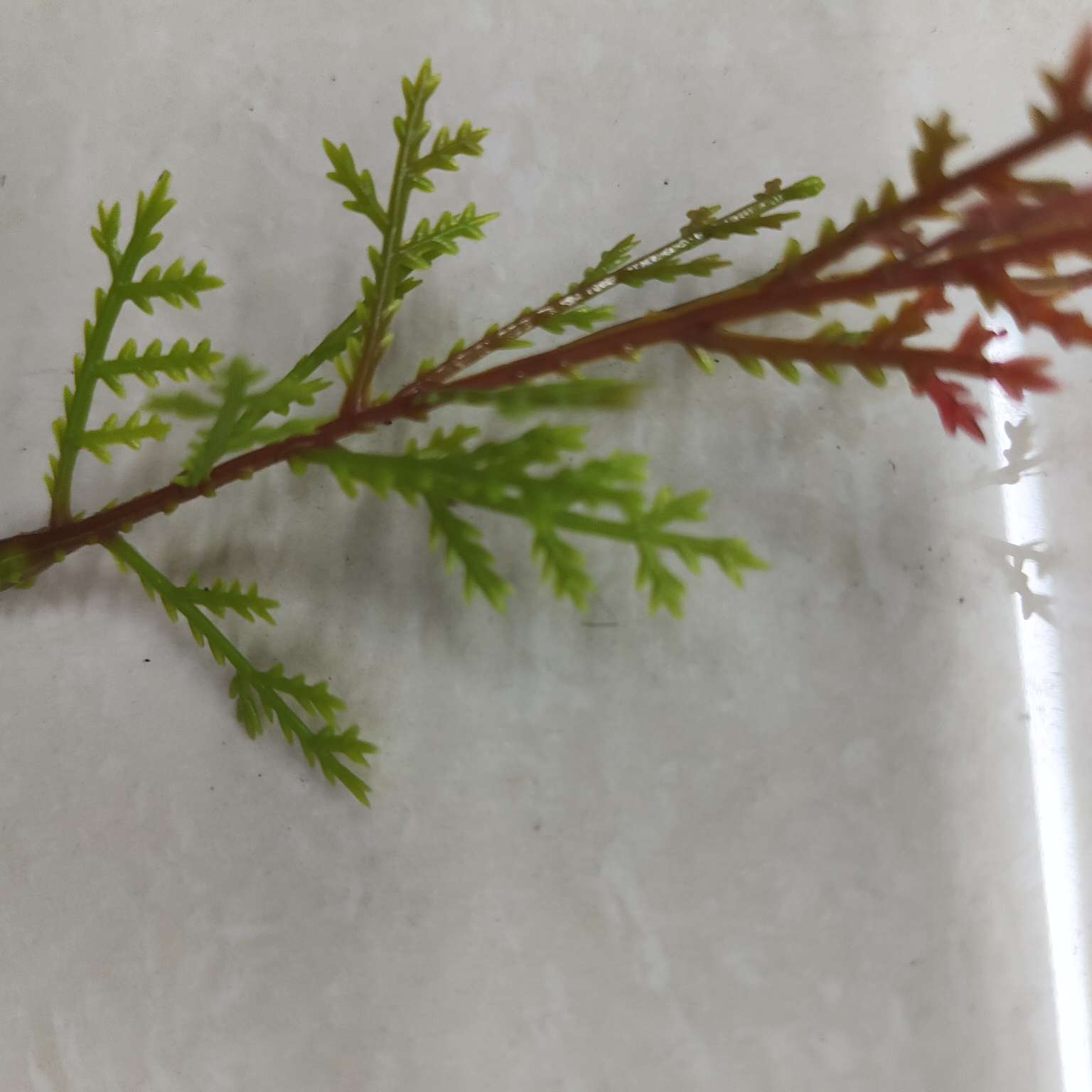 Simulated green plants, simulated plant ornaments, plastic aquatic plants, simulated garden decorations, 113 Item Picture