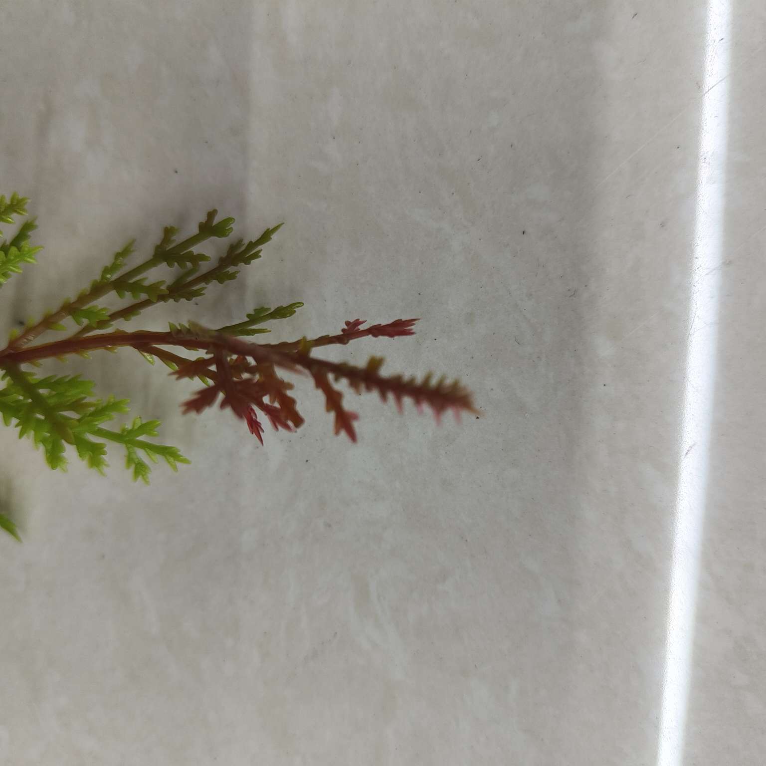 Simulated green plants, simulated plant ornaments, plastic aquatic plants, simulated garden decorations, 113 Application Scenario