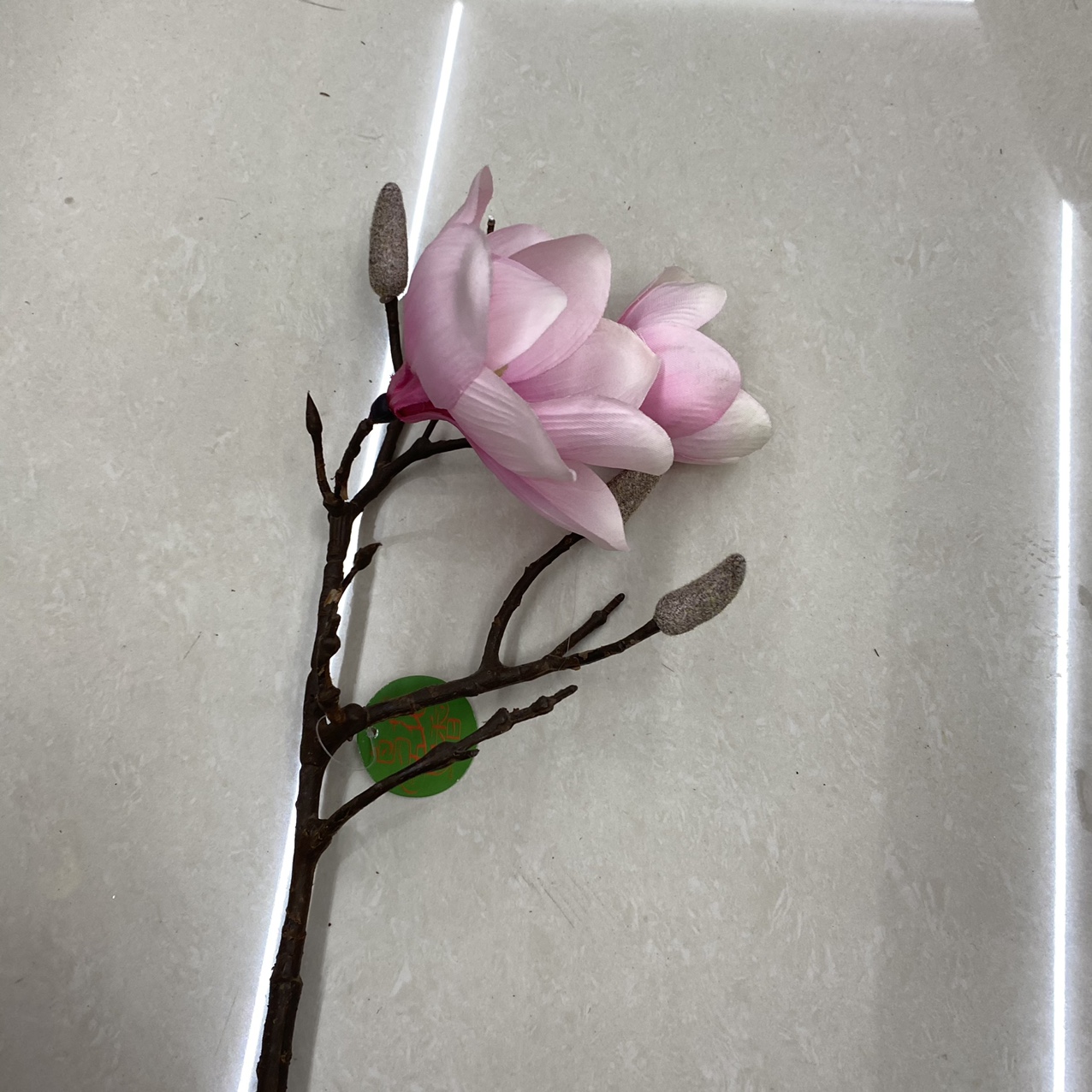 Two pink orchids
