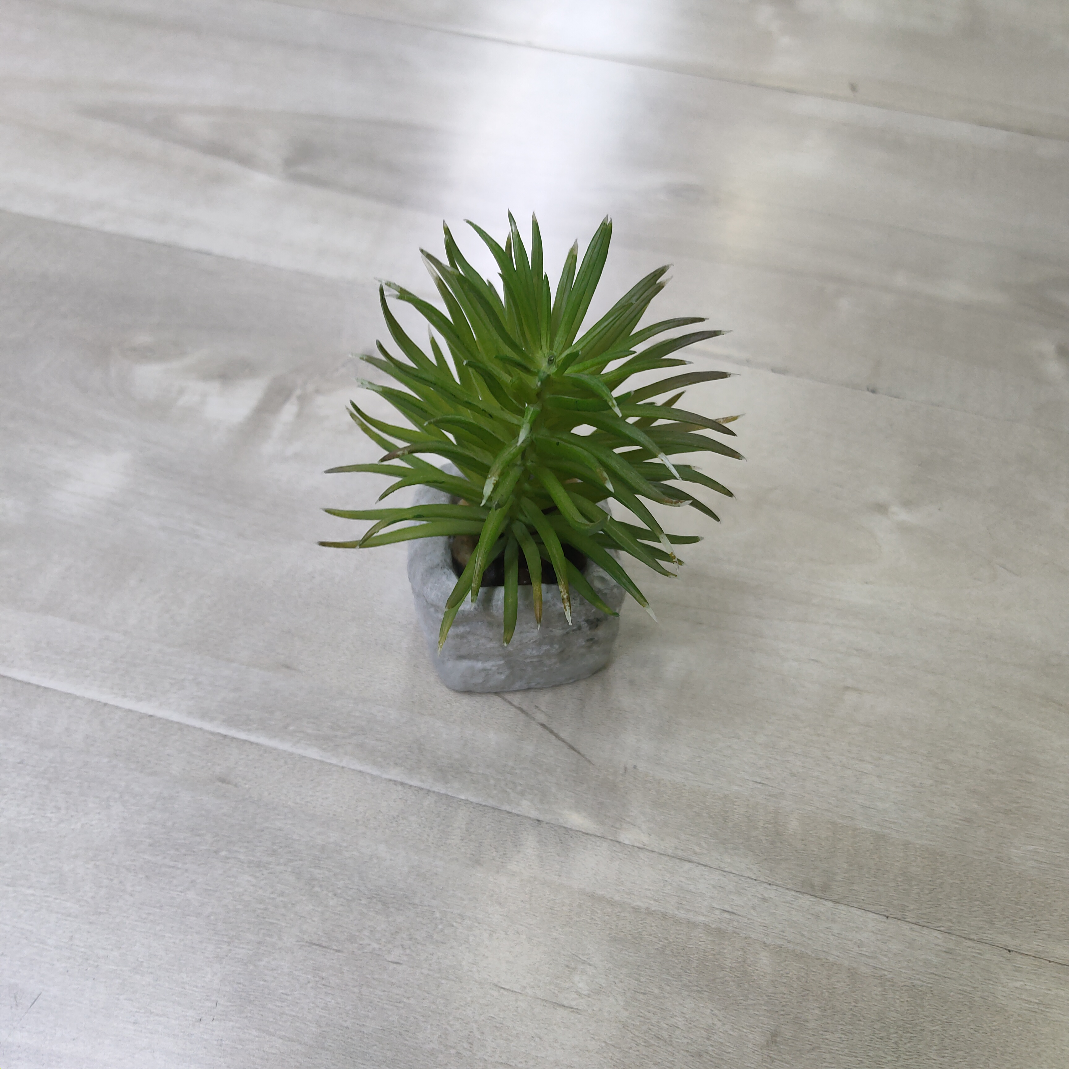 Simulation of succulent potted plant decorative home environment source technology thumbnail