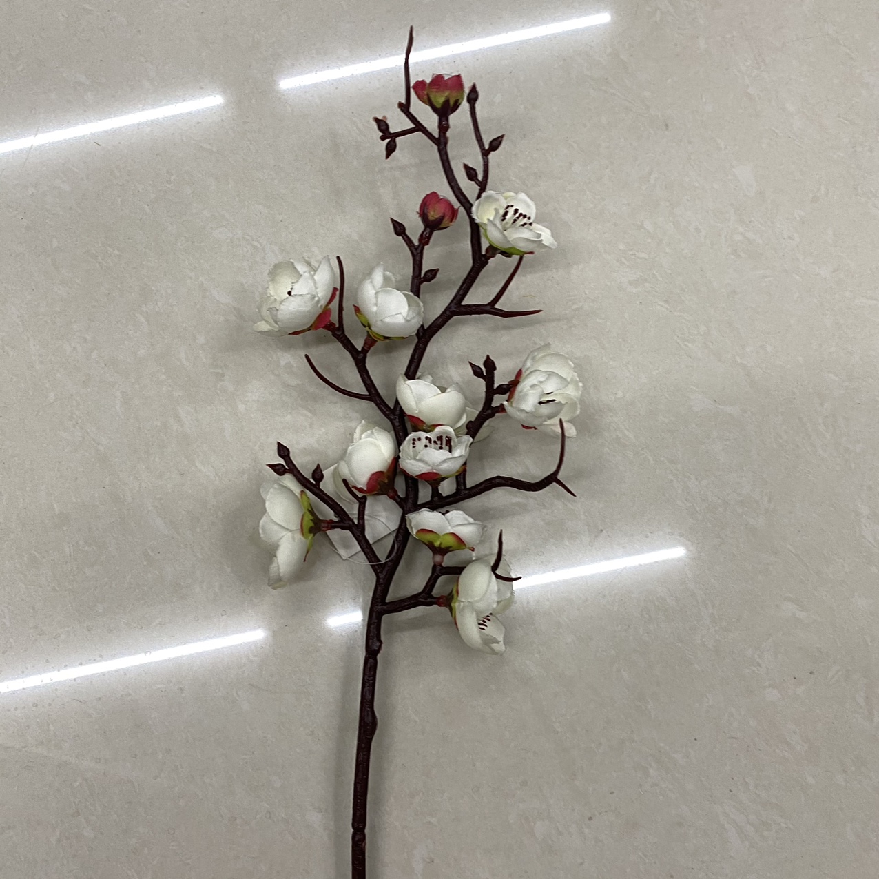 小腊梅白色