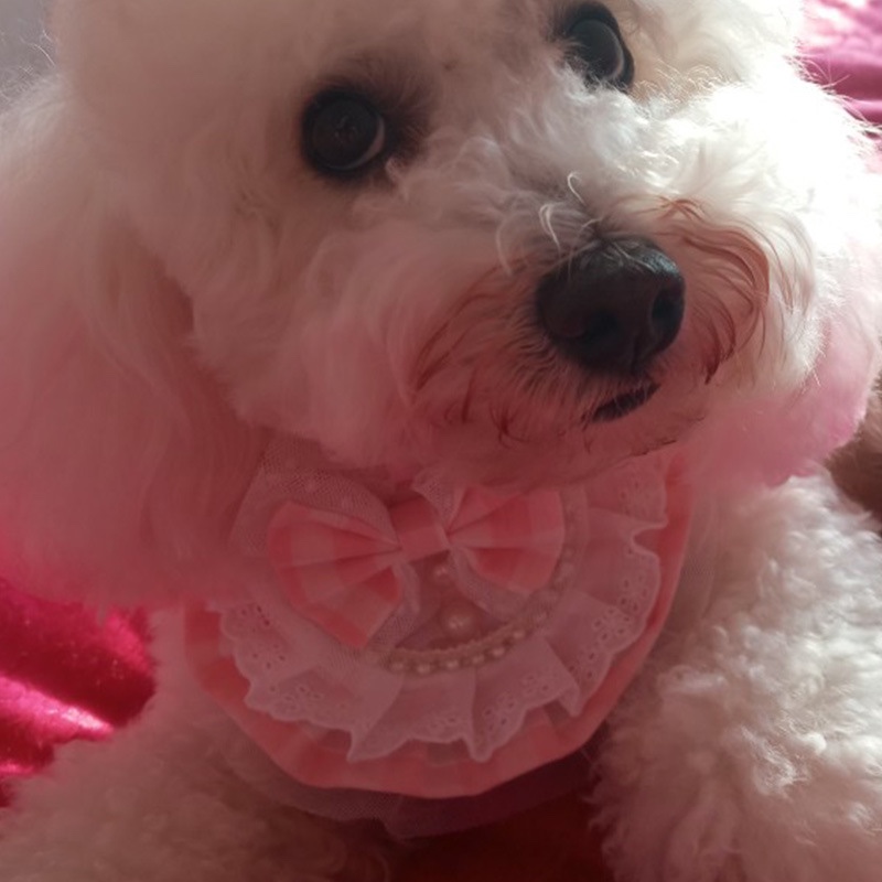 狗狗围嘴口水巾泰迪口水兜围脖猫咪装饰领巾可爱蕾丝饰品围兜批发