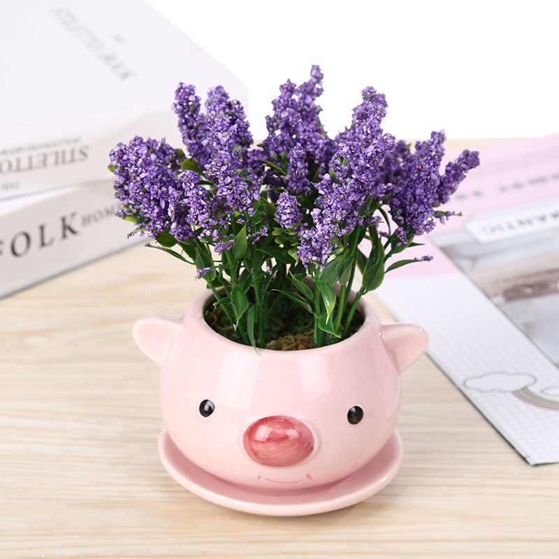 Новая модель лаванды оптом Item Picture