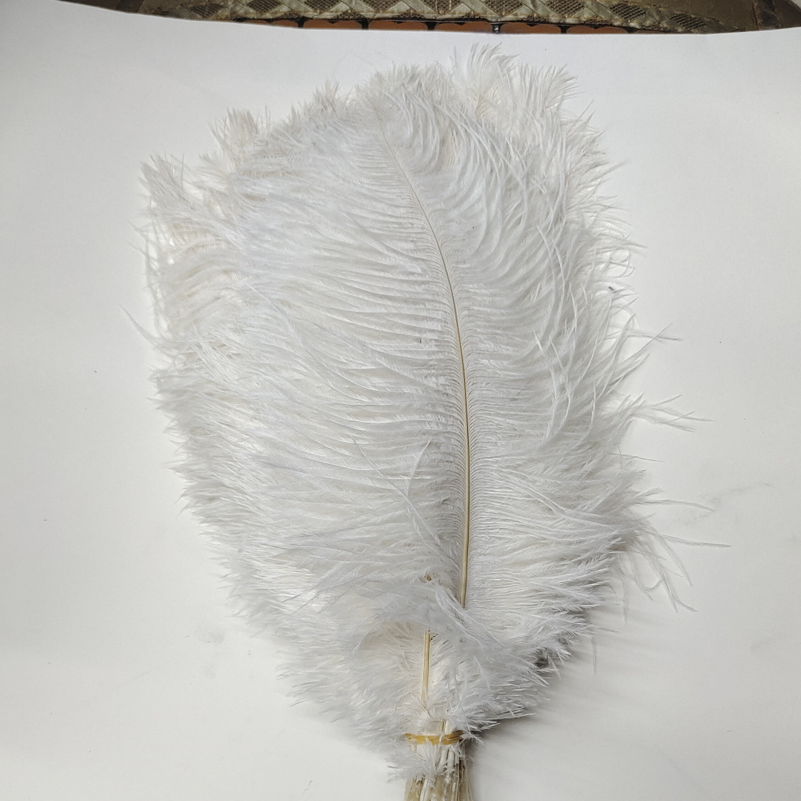 Ostrich feathers 50-55 cm white