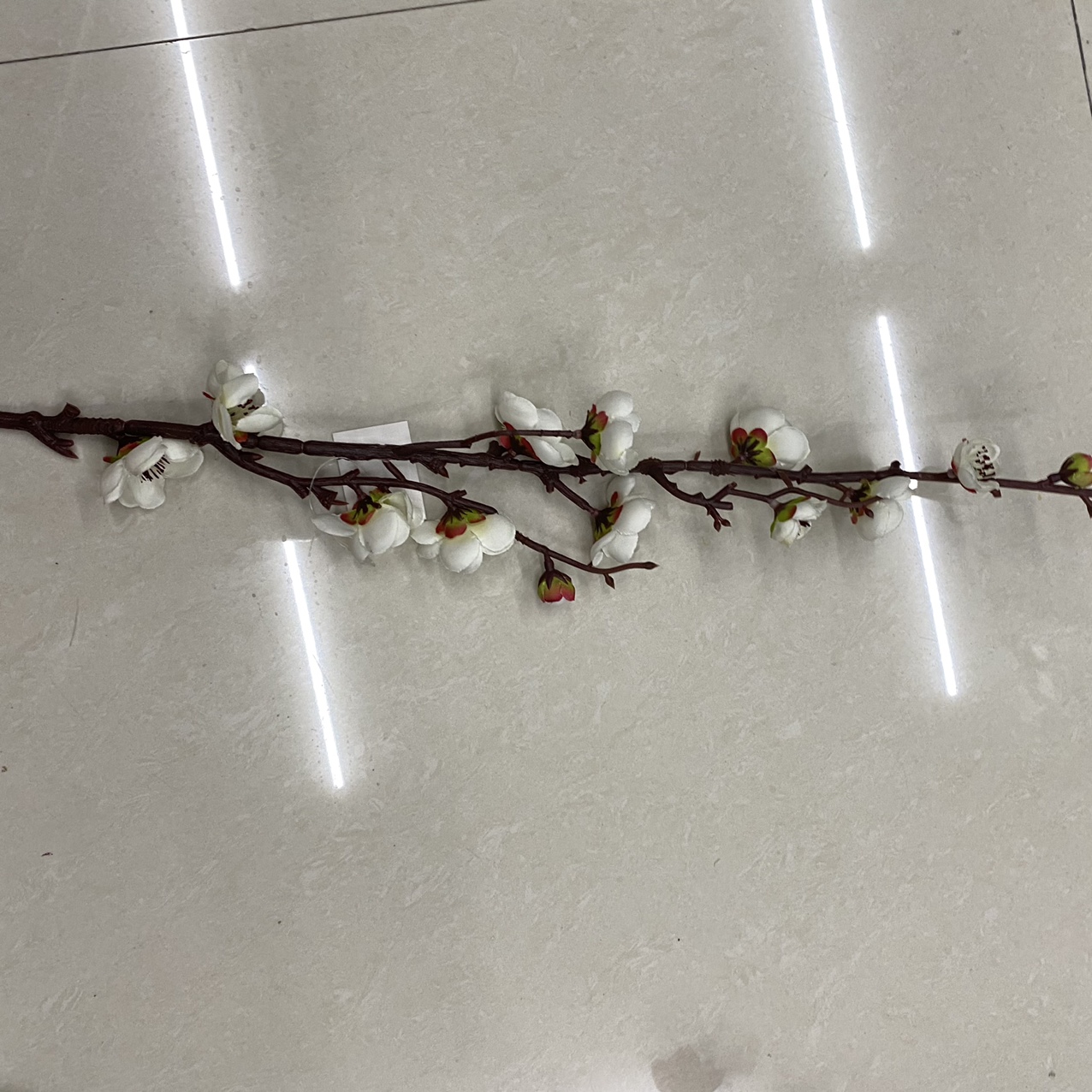 شجرة شوكة بيضاء ويمة بيضاء