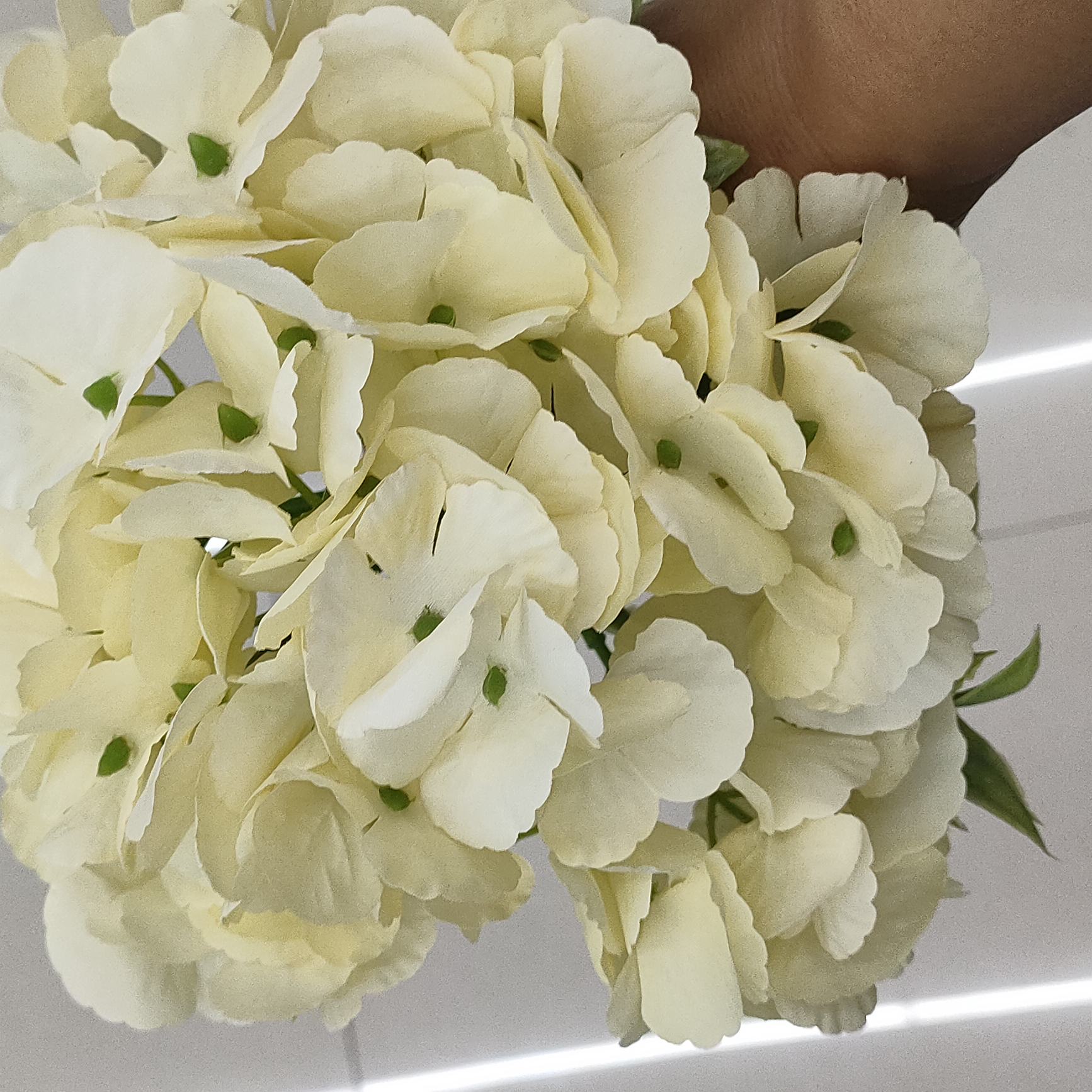 Hydrangea