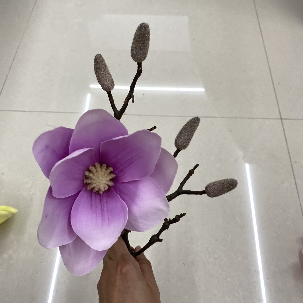 Purple orchid