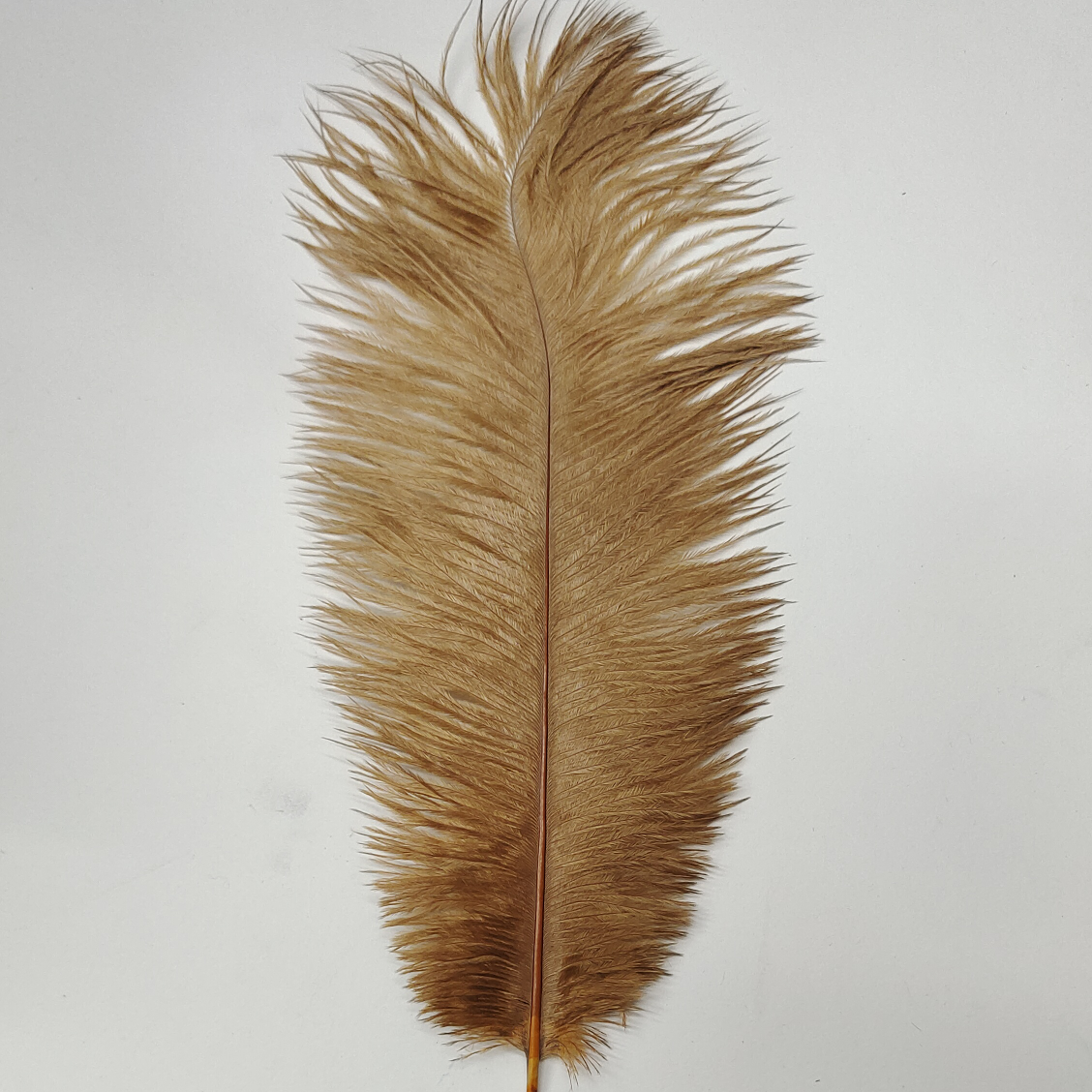 Ostrich feathers 55-60 cm brown