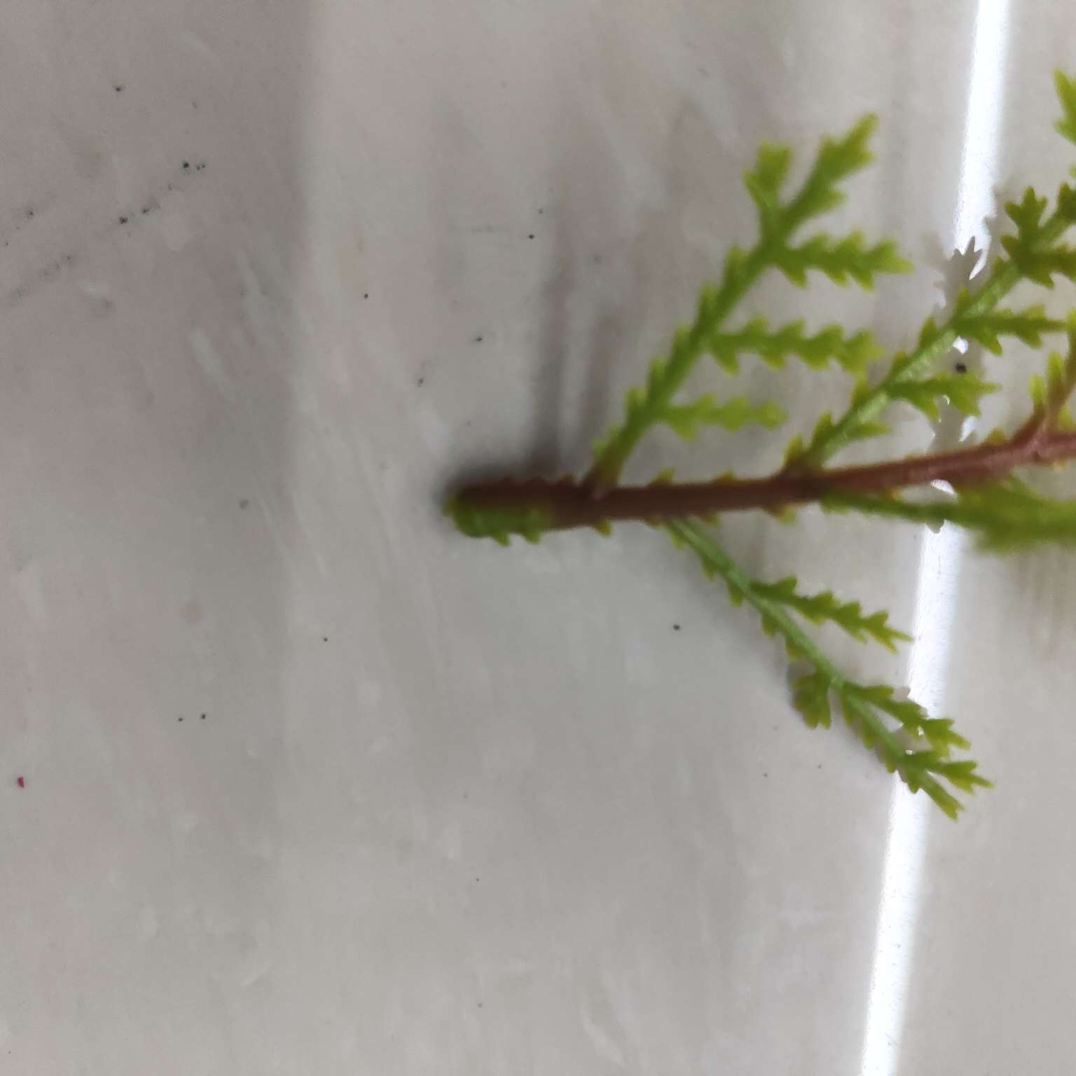 Simulated green plants, simulated plant ornaments, plastic aquatic plants, simulated garden decorations, 113 details Picture