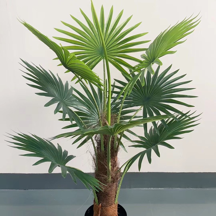 150米棕树