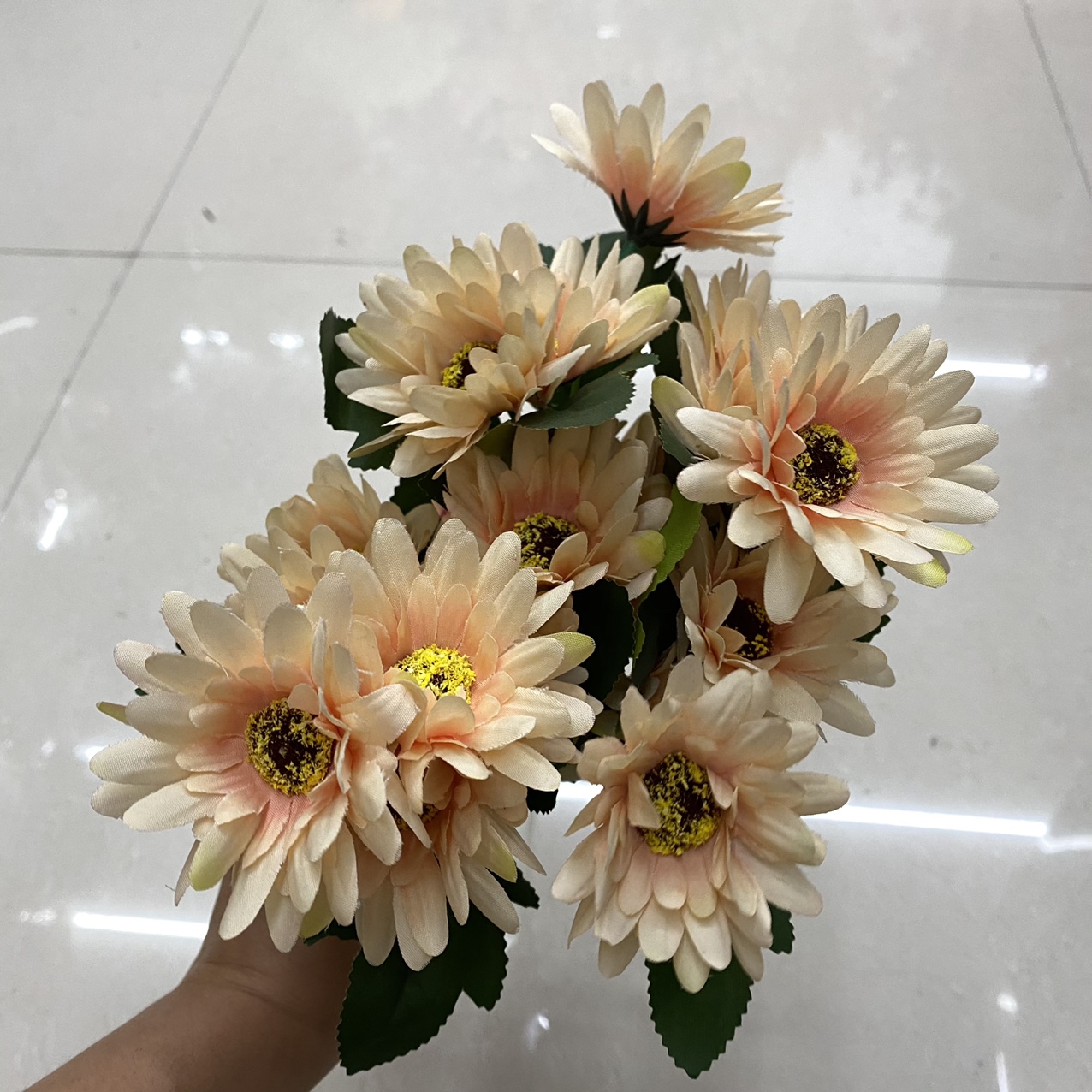 Snow-toothed daisies