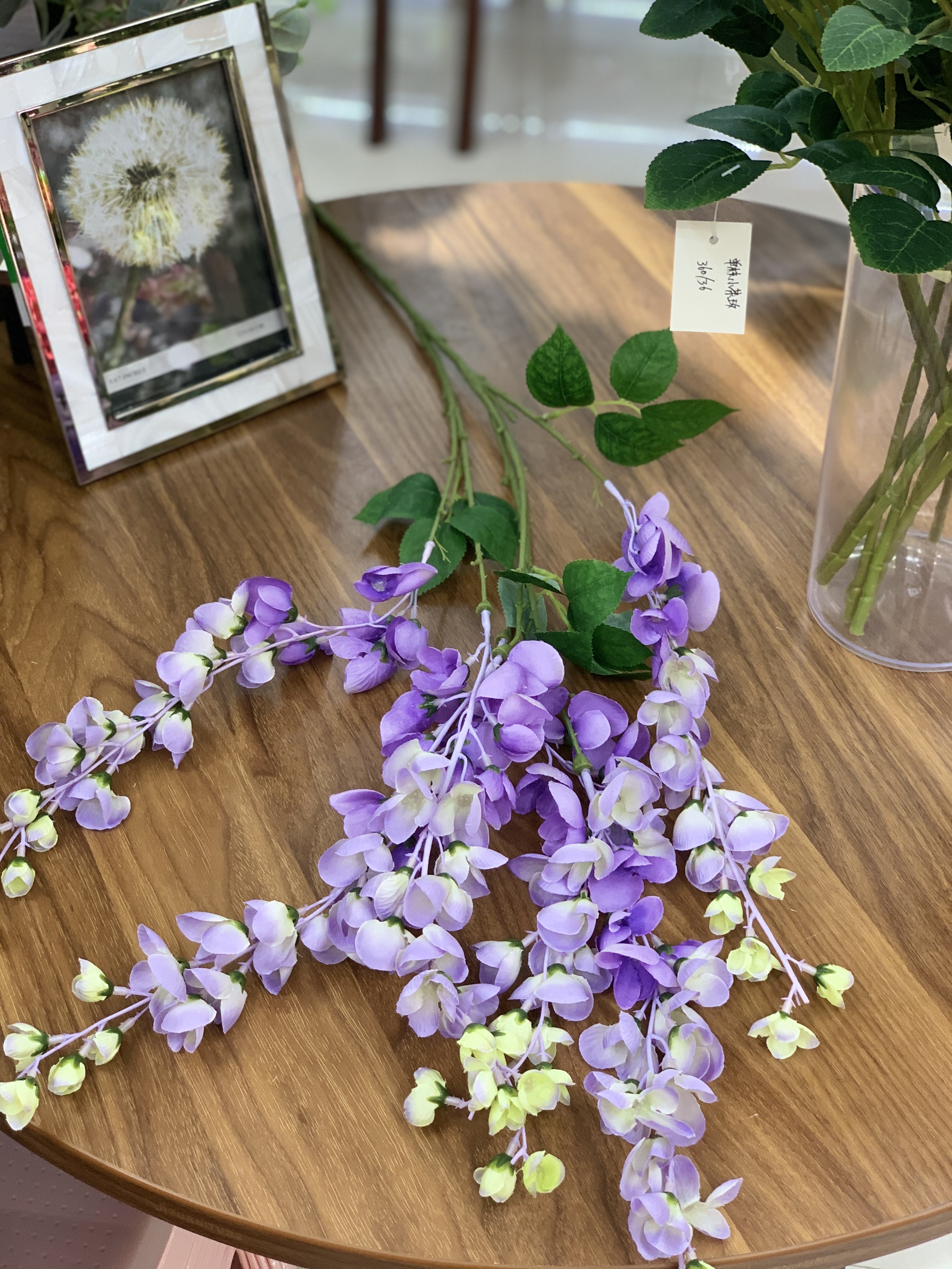 紫荆豆豆白底实物图