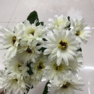 奶白色雏菊