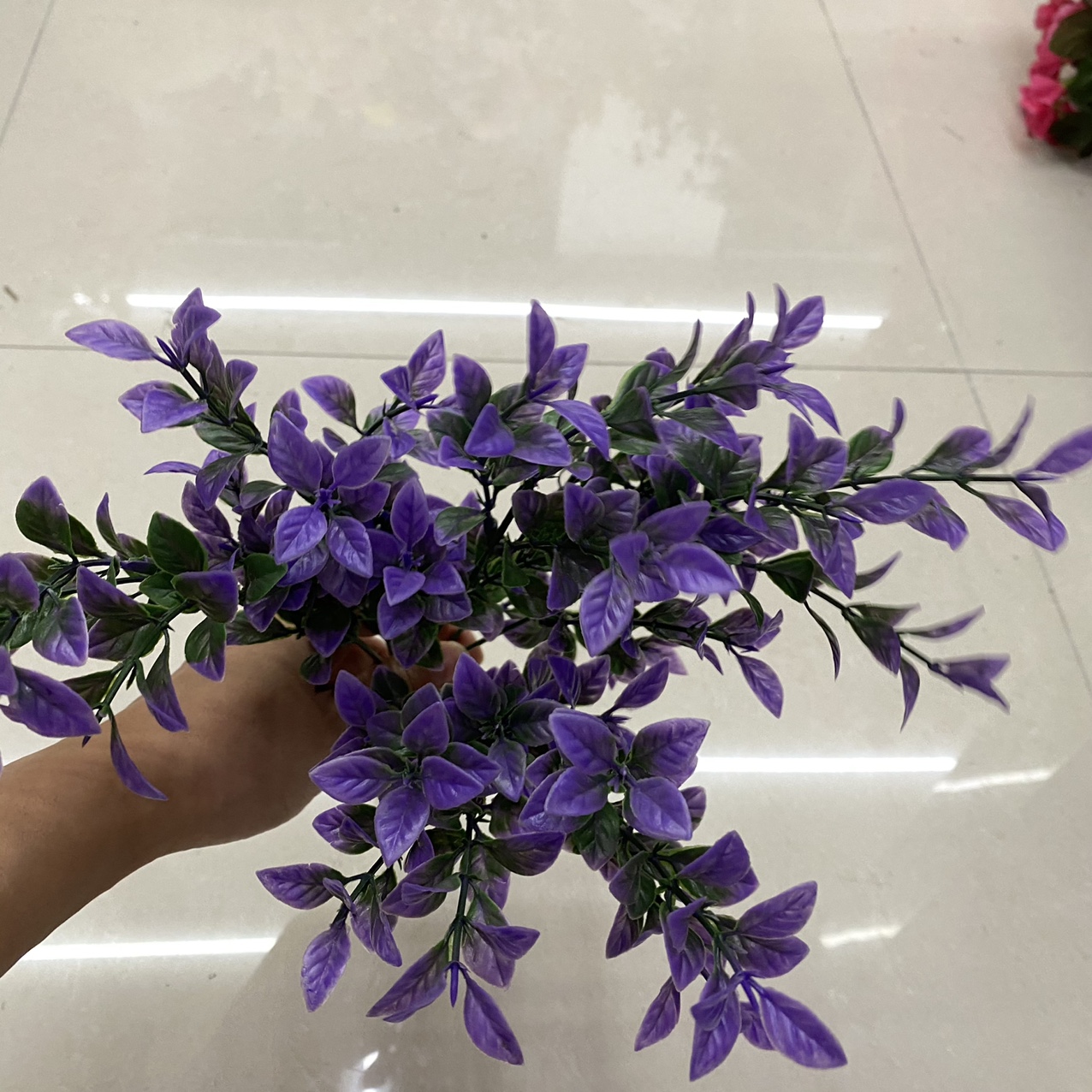 عشب أرجواني