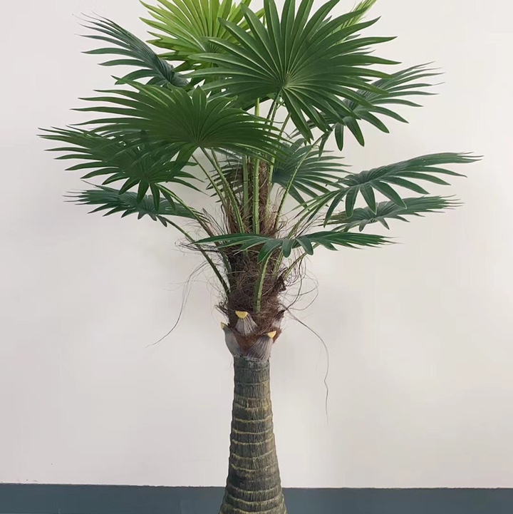 2号棕树