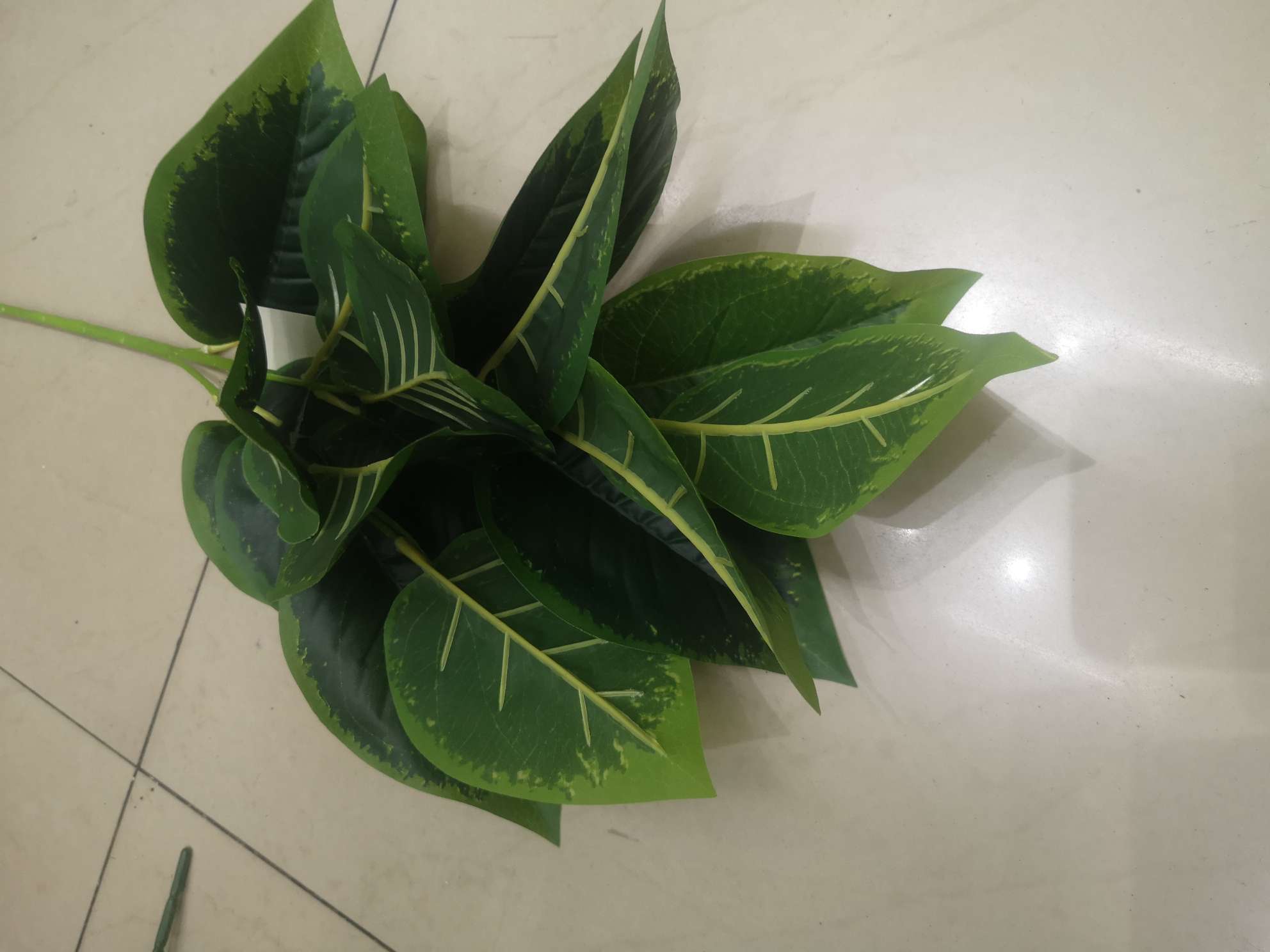 Leaves on a single branch details Picture