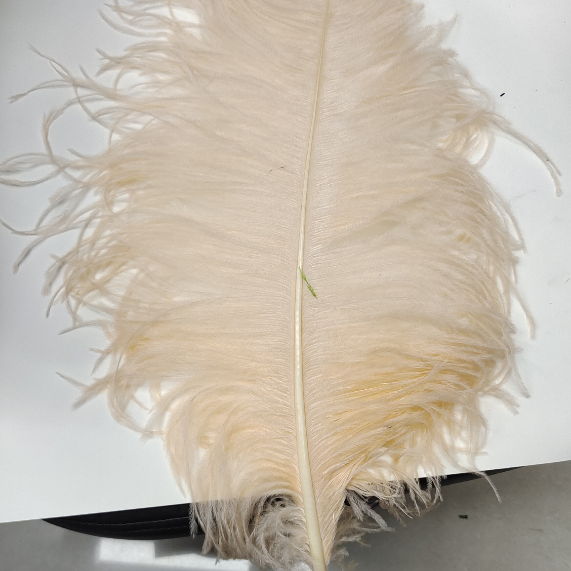 Ostrich feathers 45-50 cm thick stem snow bud color