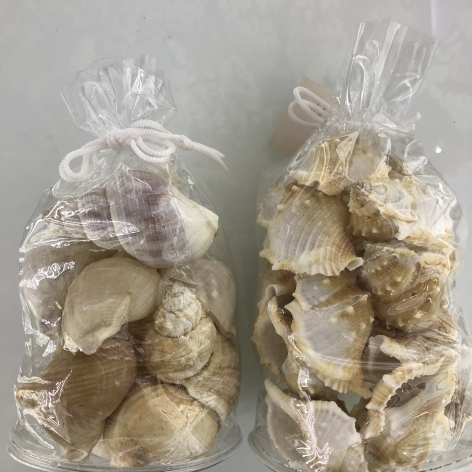 贝壳摆件天然贝壳工艺品专业批发零售工艺品摆件贝壳
