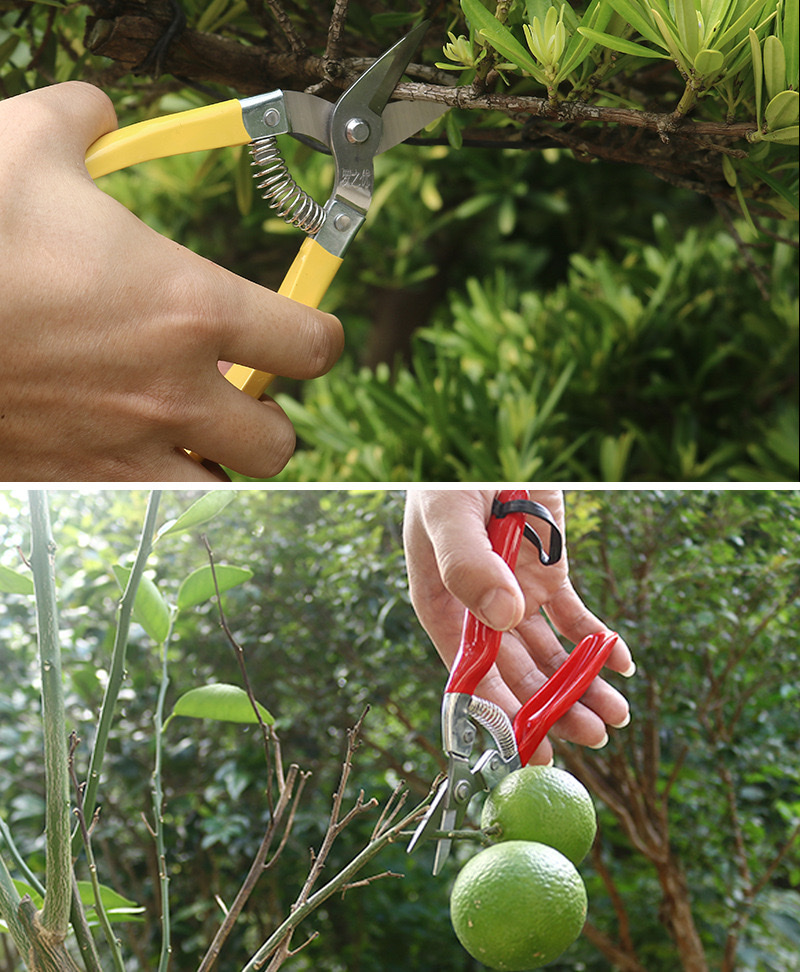 园林工具园林剪不锈钢刀头多规格果枝剪摘果剪101白底实物图