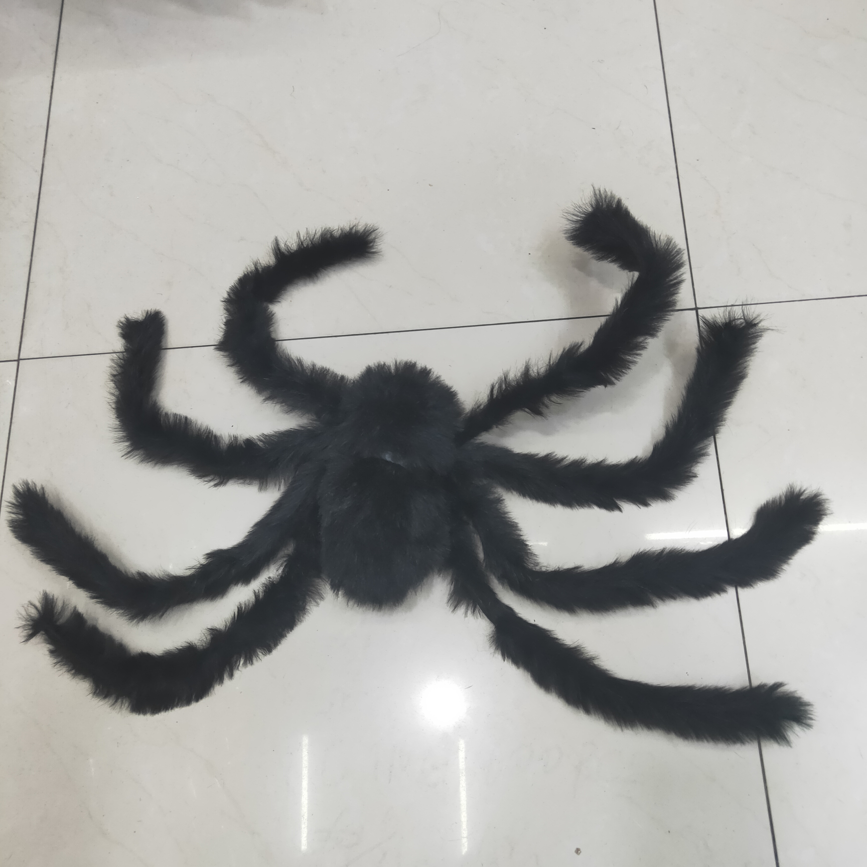 黑毛蜘蛛75公分