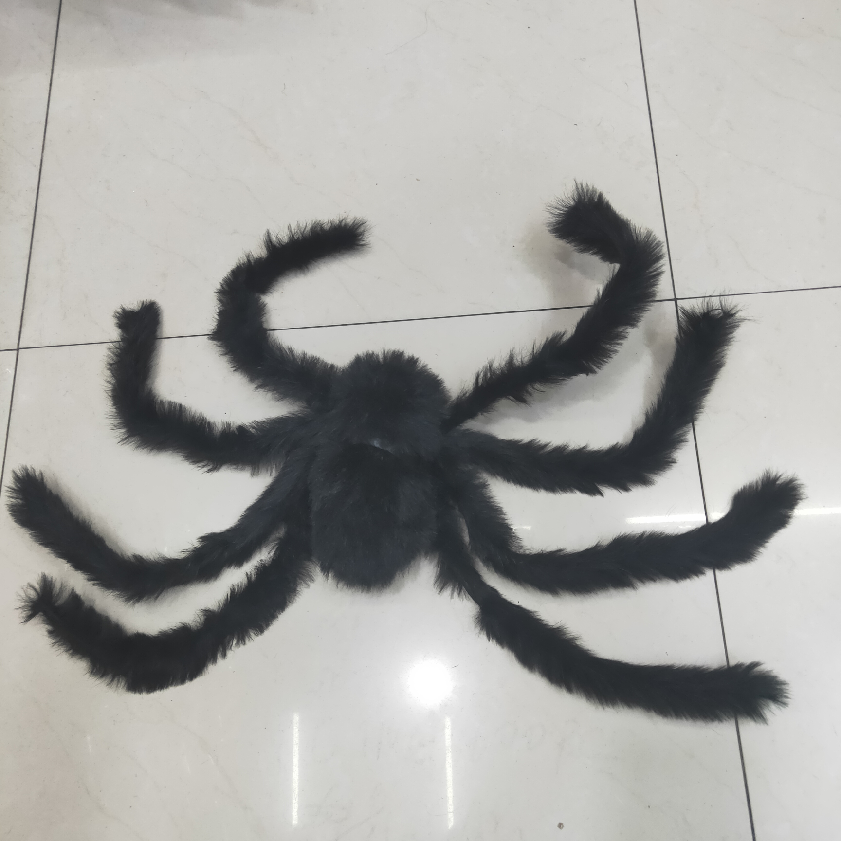 Black-haired spider, 75 centimeters