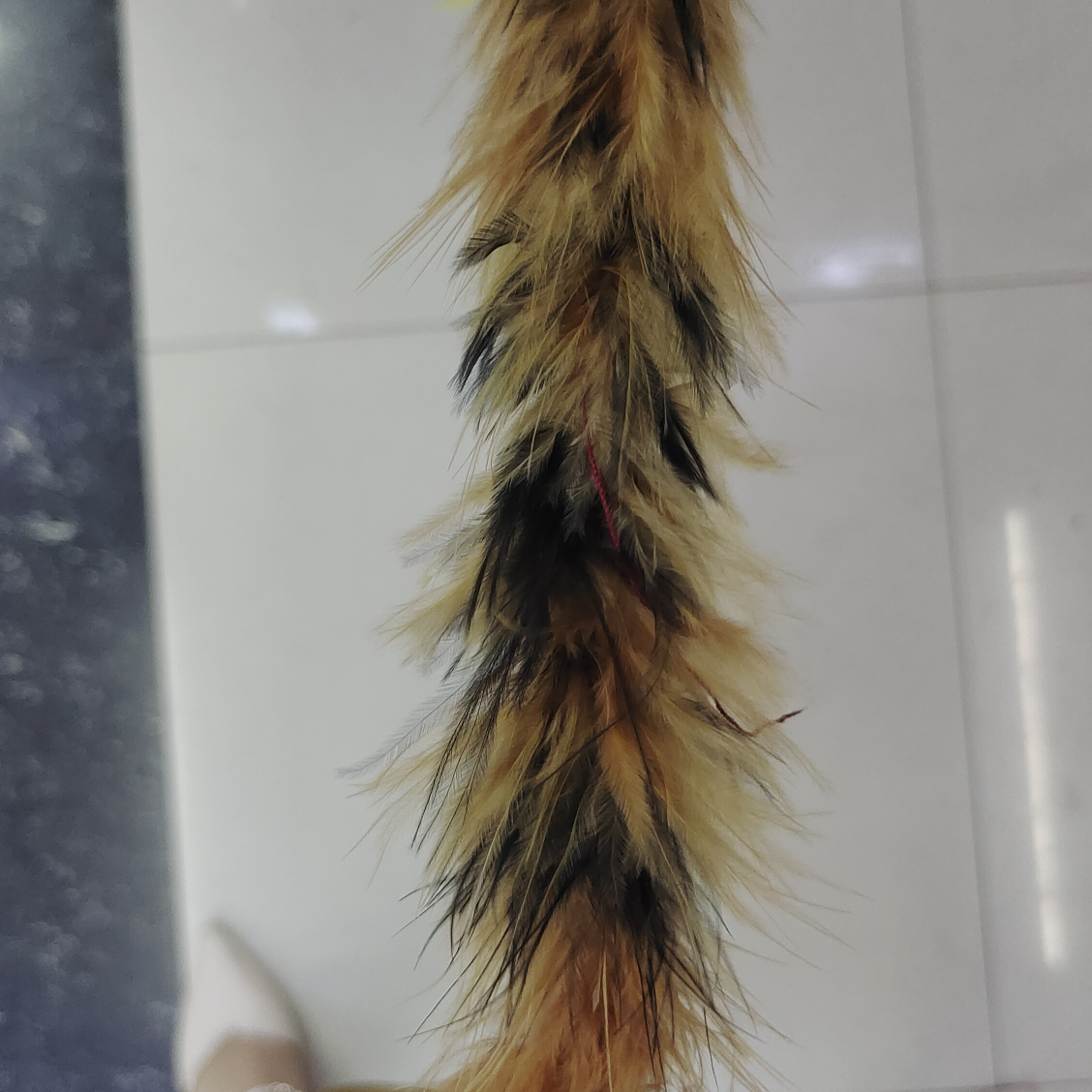 火鸡半绒羽毛条双色