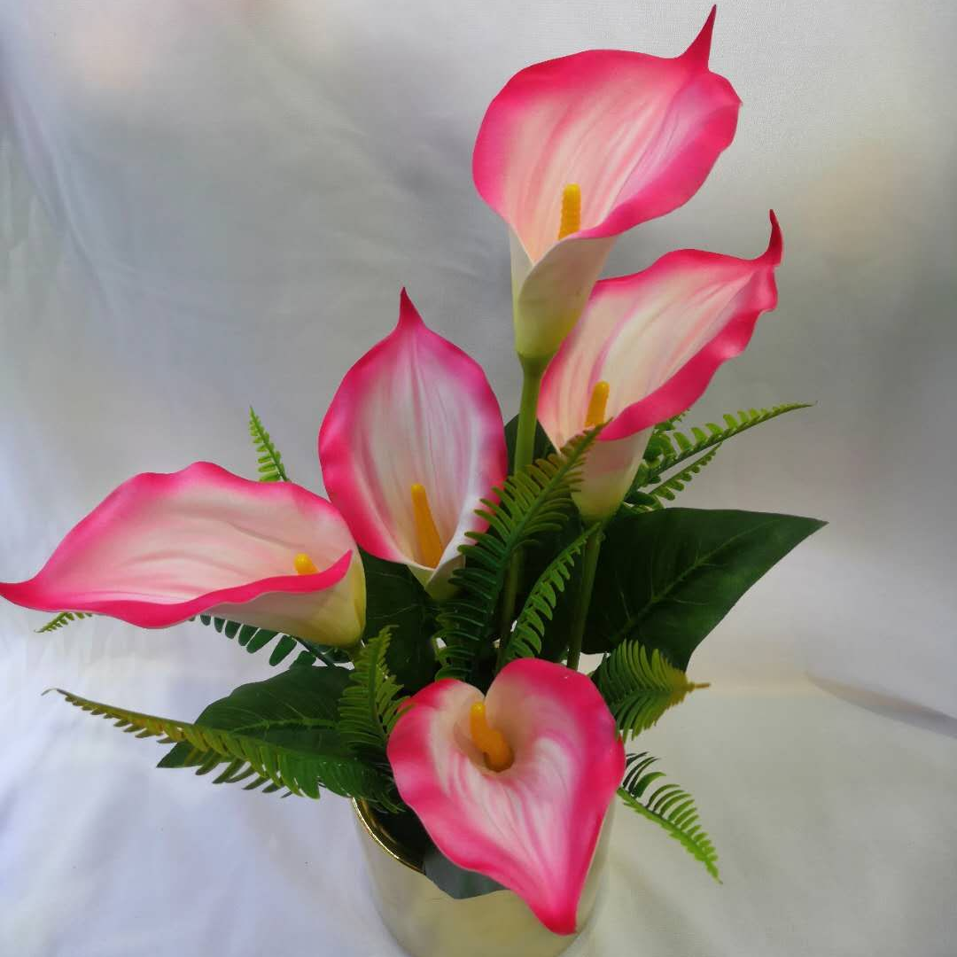 Potted plant