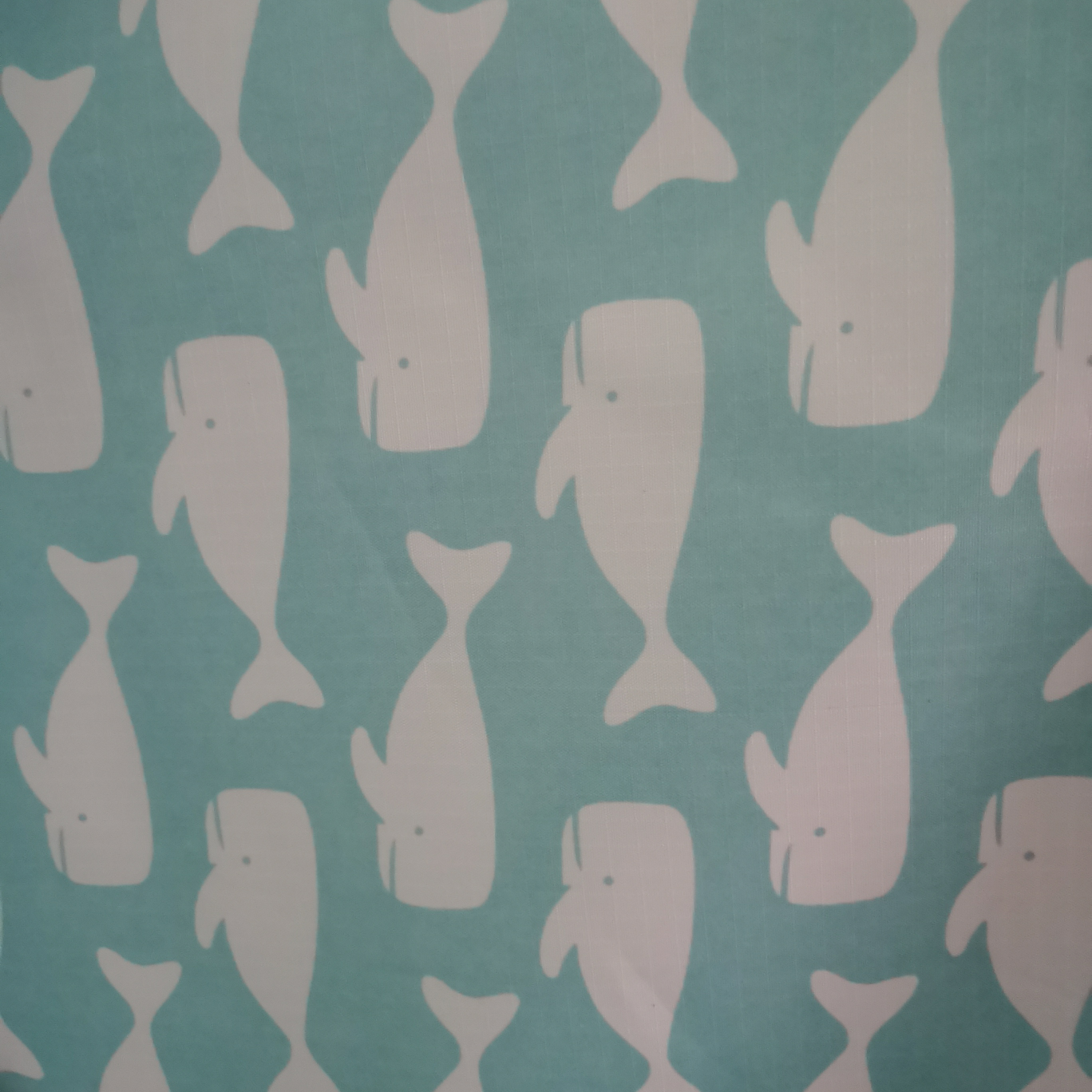 Whale