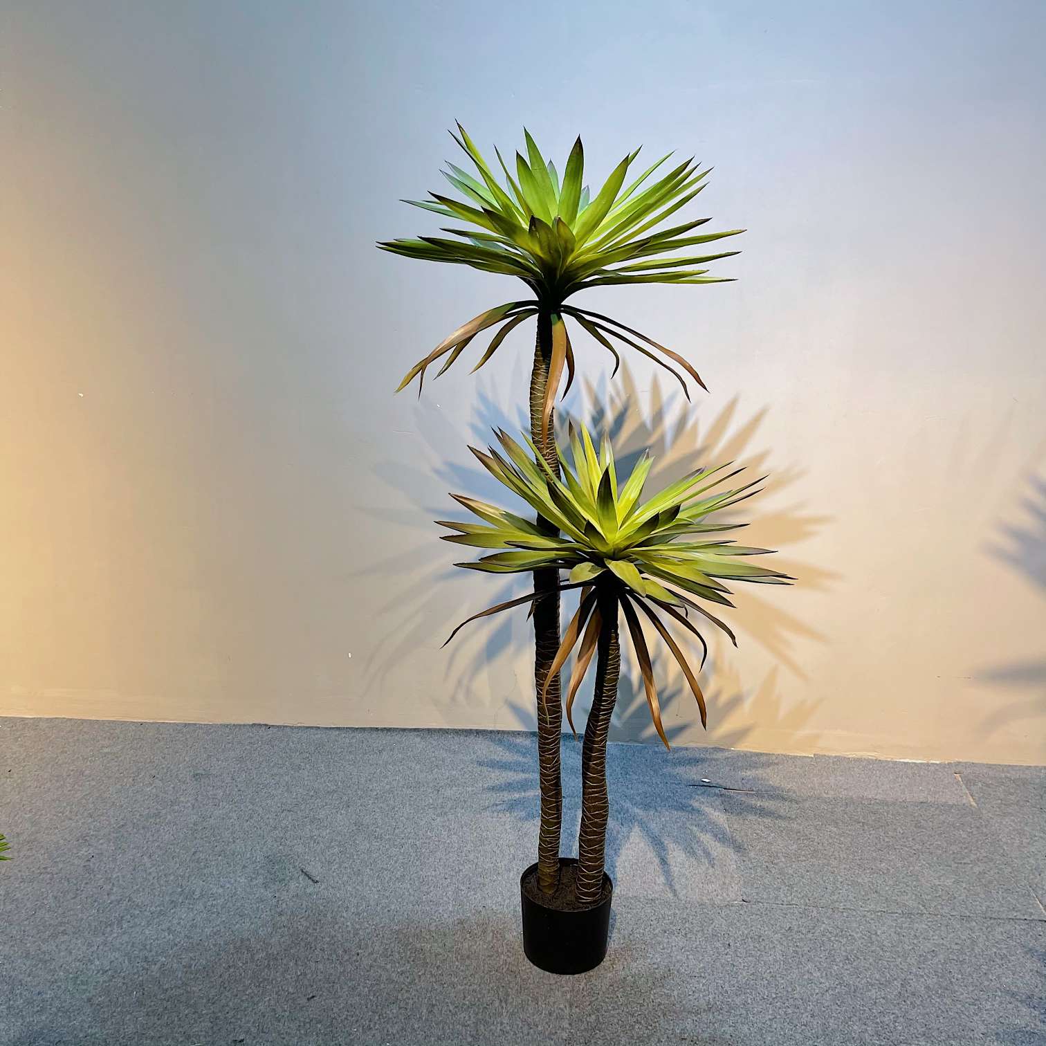 The popular online hit simulation tree, the simulation Dragon's Blood tree Specification image