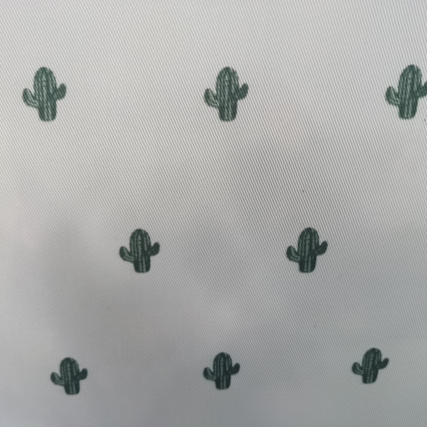 Little cactus