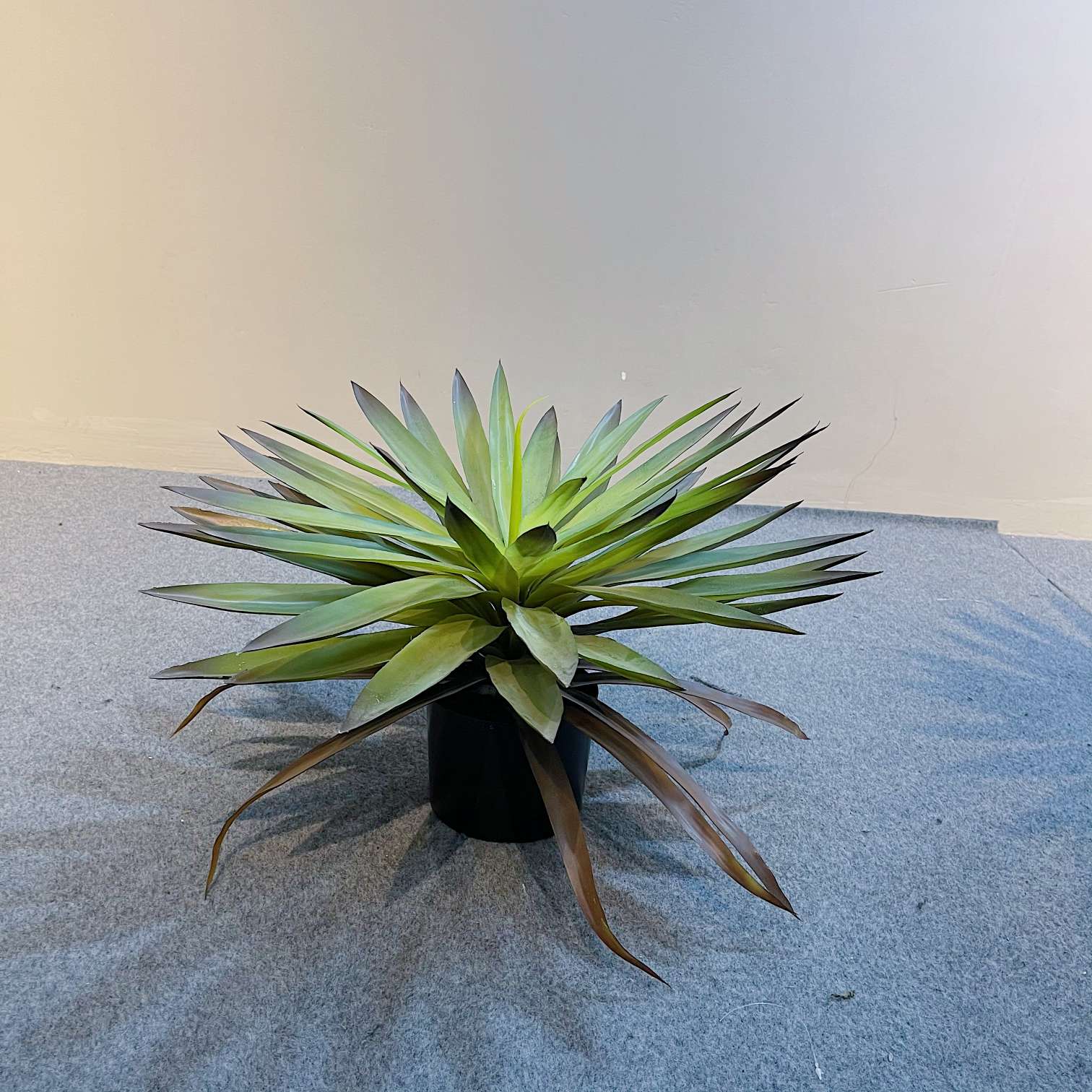 The popular online hit simulation tree, the simulation Dragon's Blood tree Application Scenario