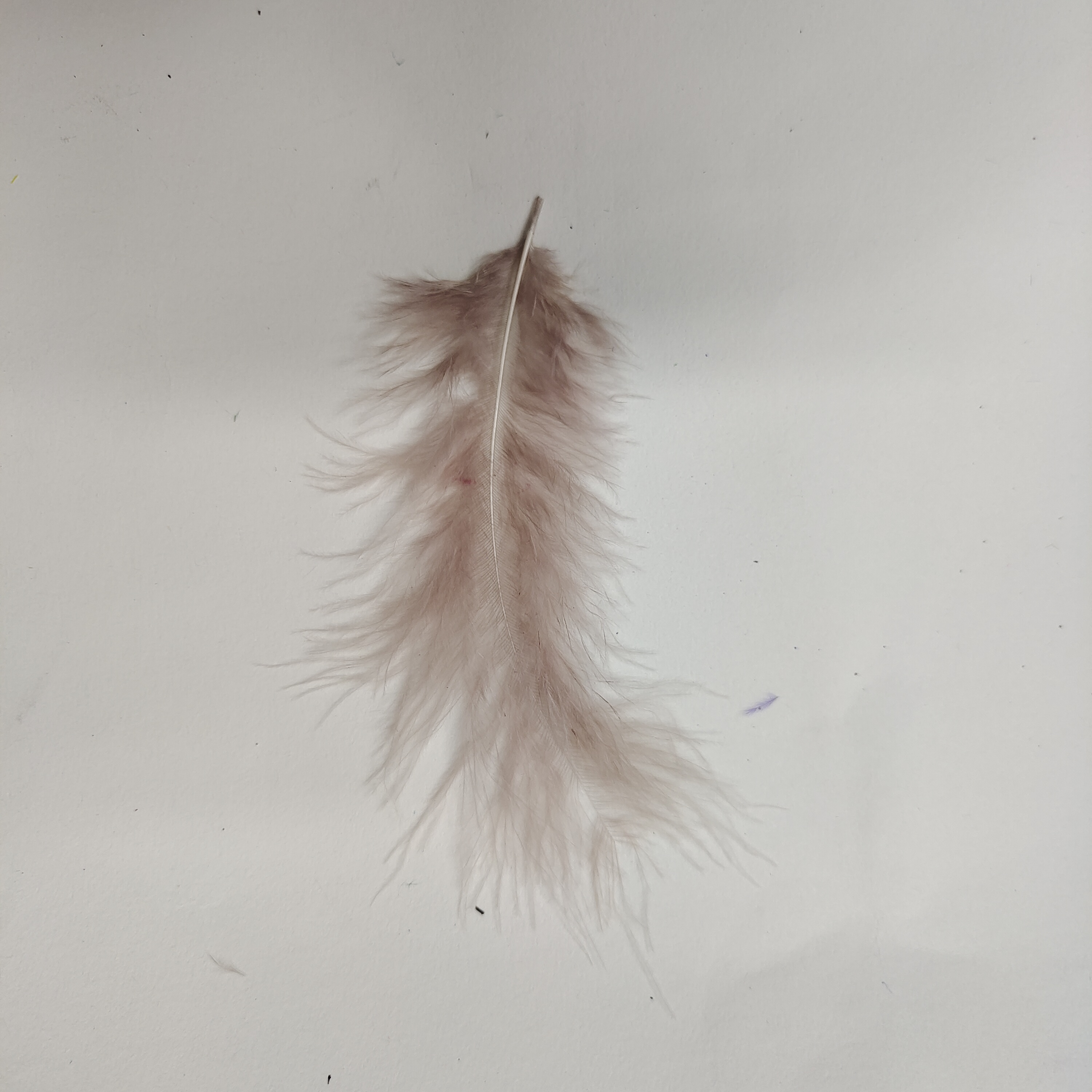 Turkey feather tip tail light coffee