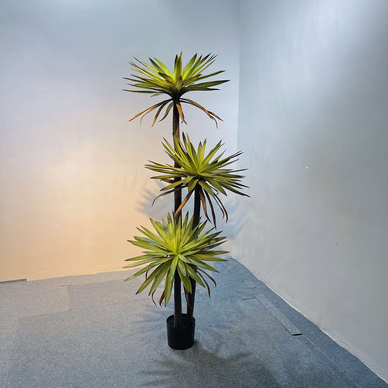 The popular online hit simulation tree, the simulation Dragon's Blood tree detail image 2