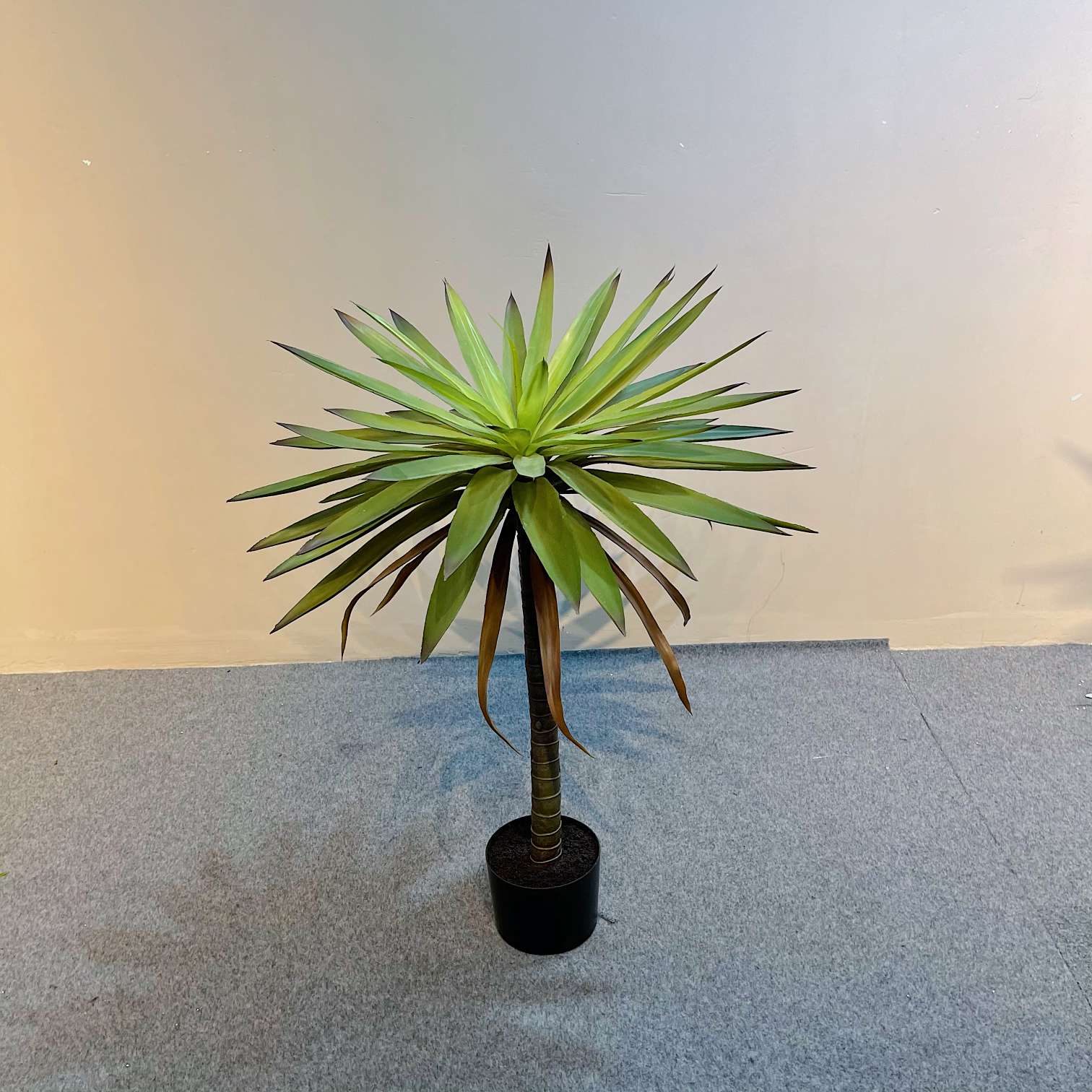 The popular online hit simulation tree, the simulation Dragon's Blood tree Item Picture