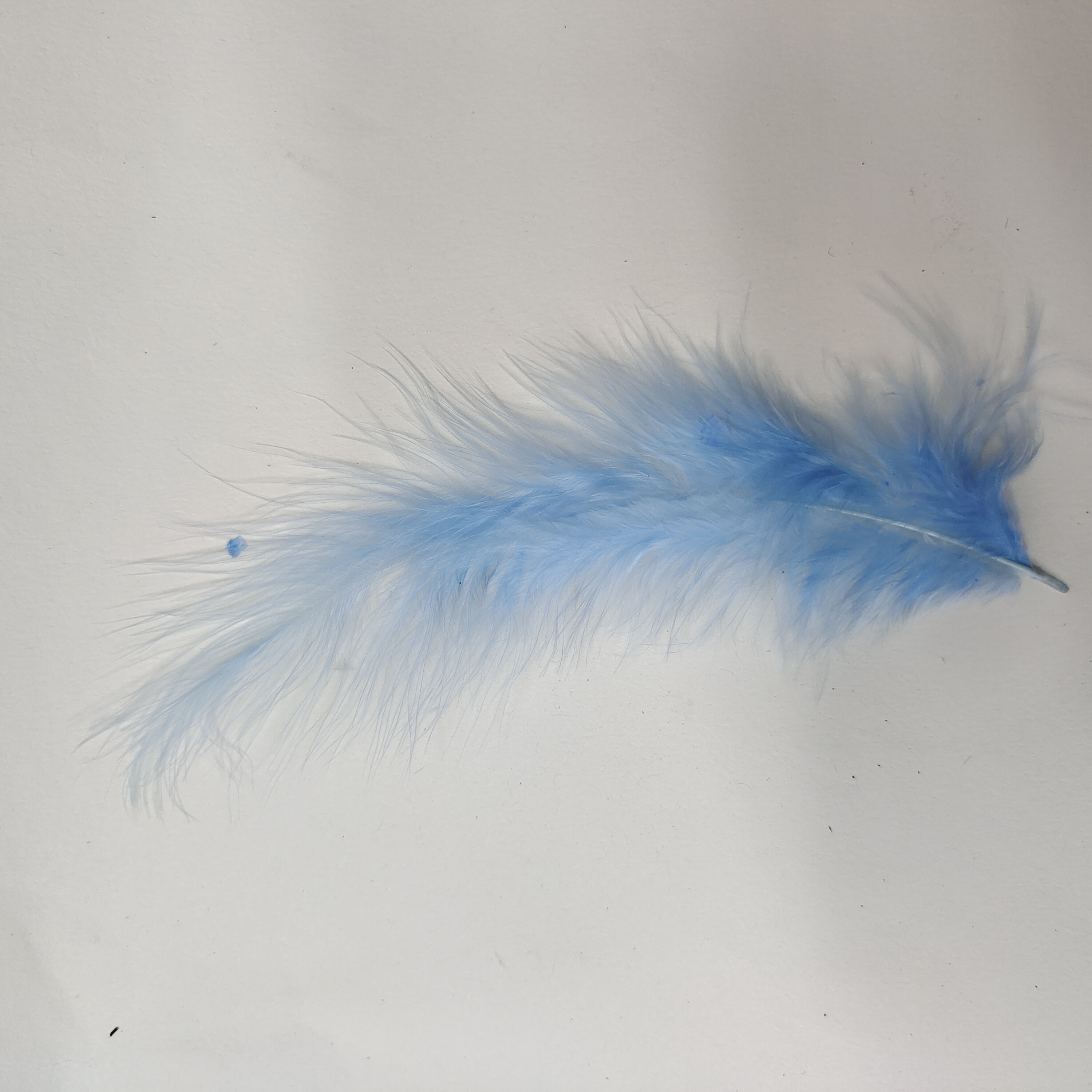 火鸡全绒羽毛浅蓝色