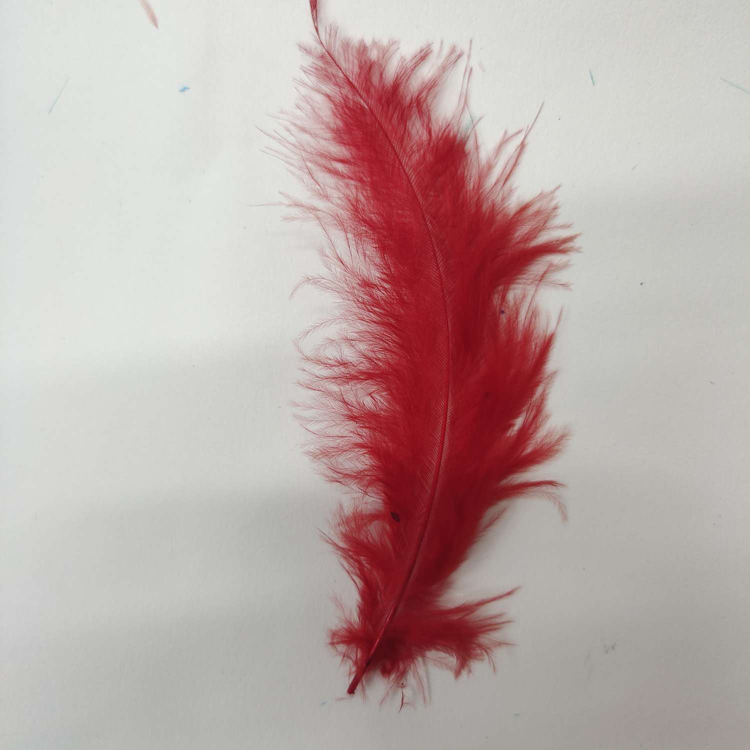 火鸡全绒羽毛大红色白底实物图