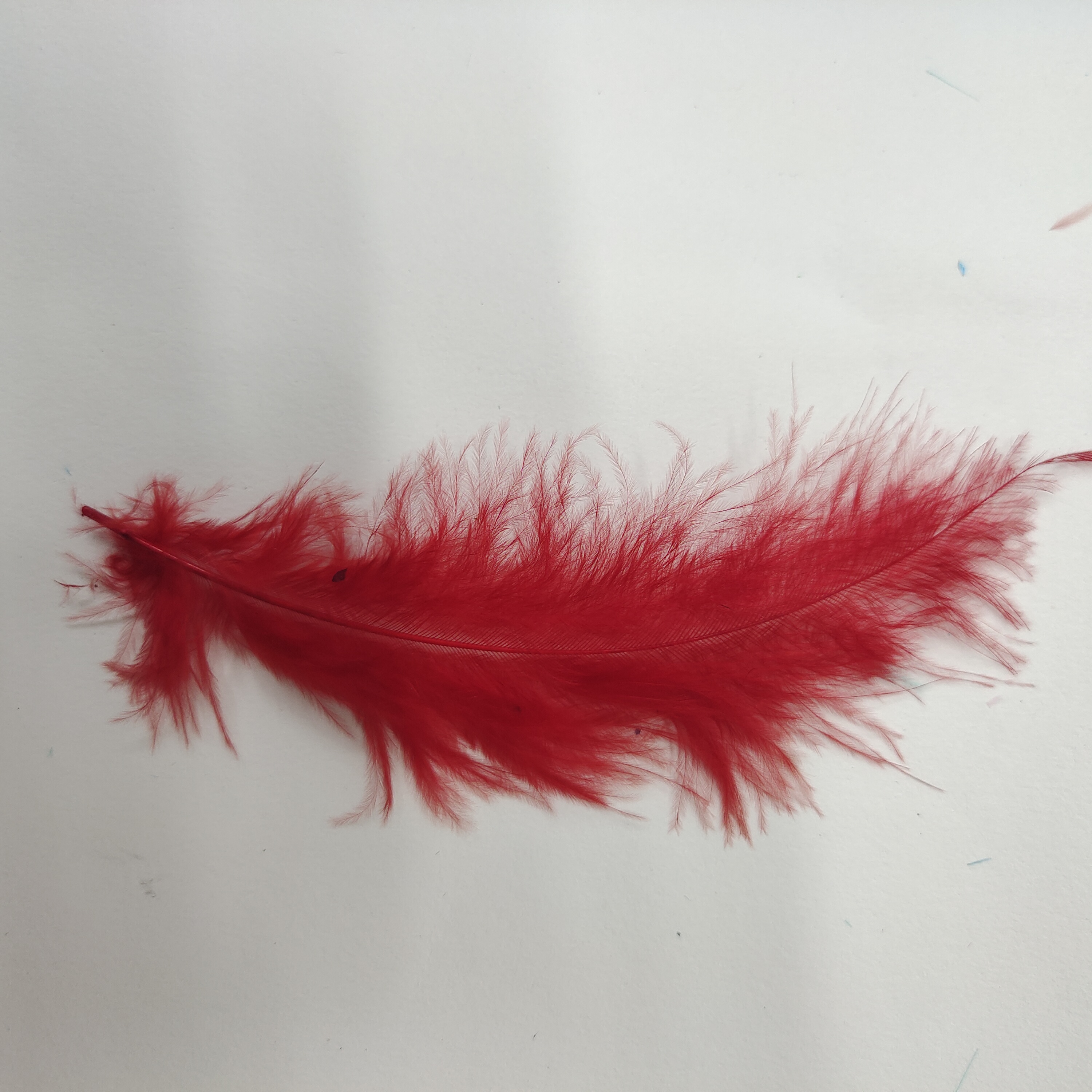 火鸡全绒羽毛大红色