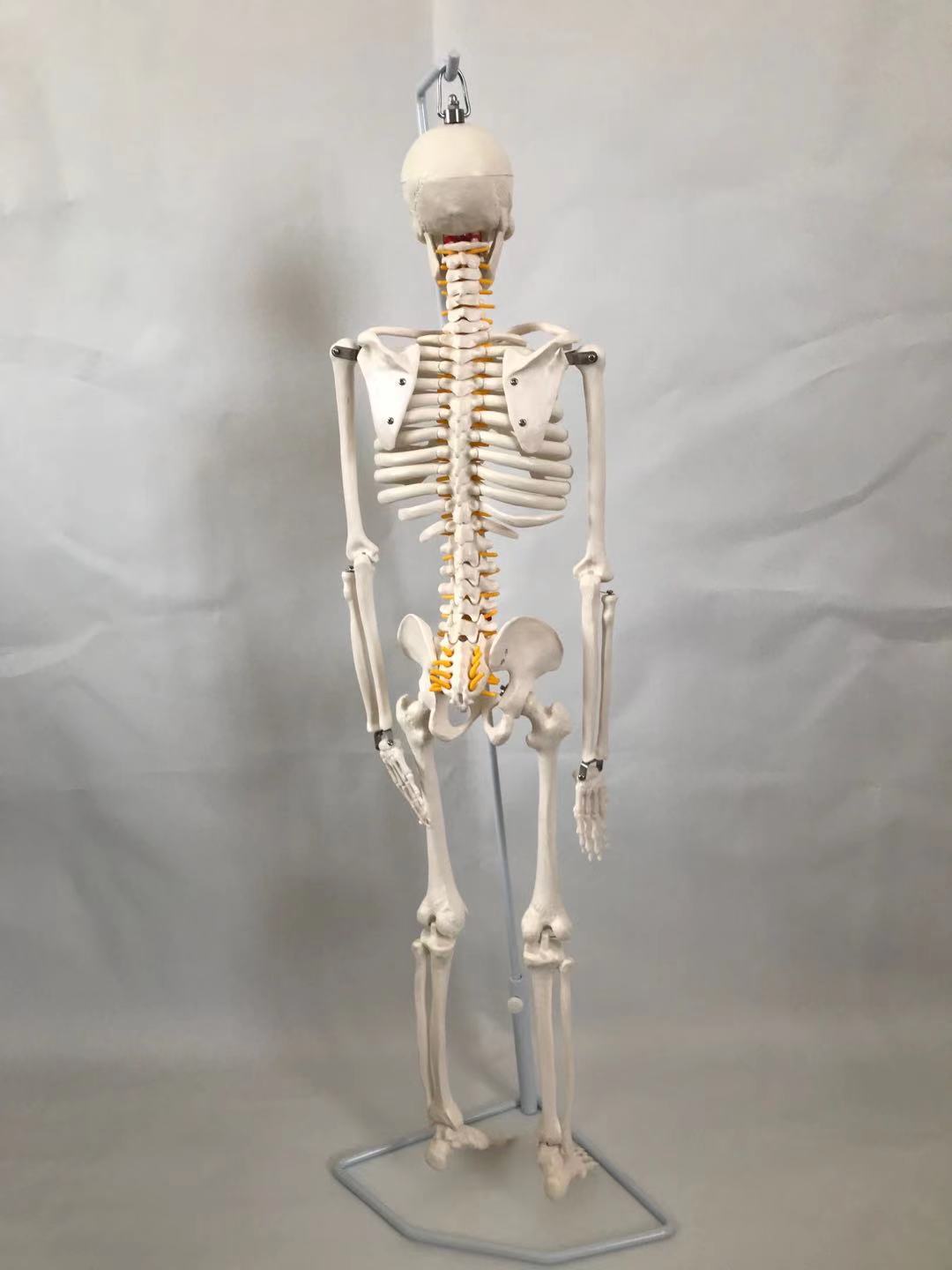 青华33204仿真人体骨骼模型 85CM 42CM 85CM悬挂式可拆卸生物教学骷髅骨详情图3