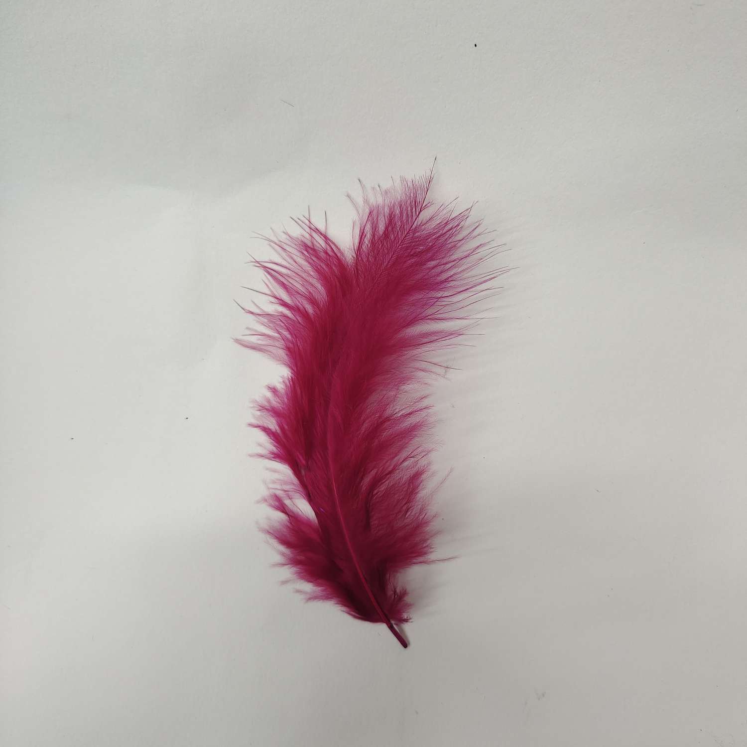 火鸡全绒羽毛酒红色白底实物图