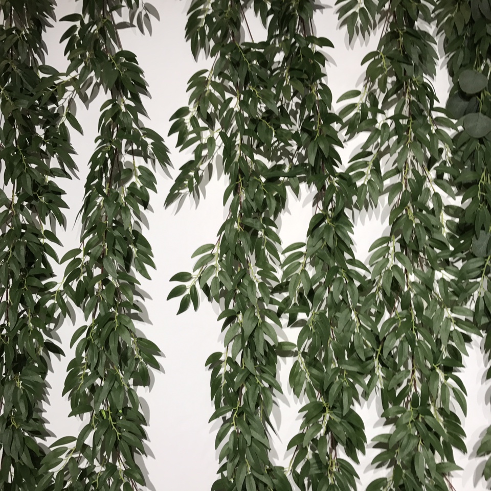 1.7 meters 枊 leaves