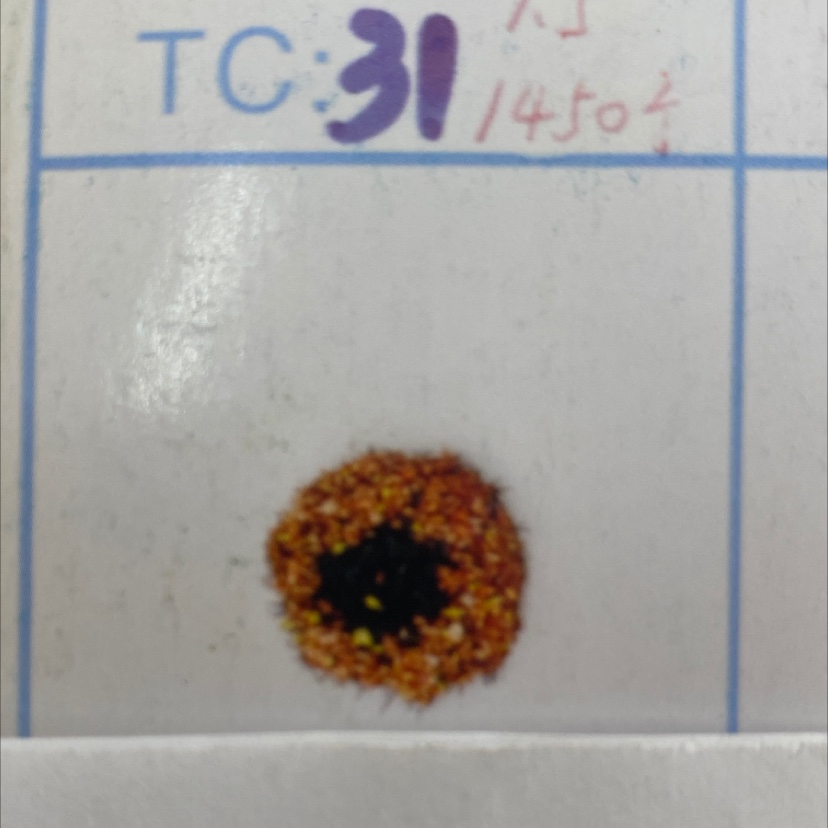 31号毛芯