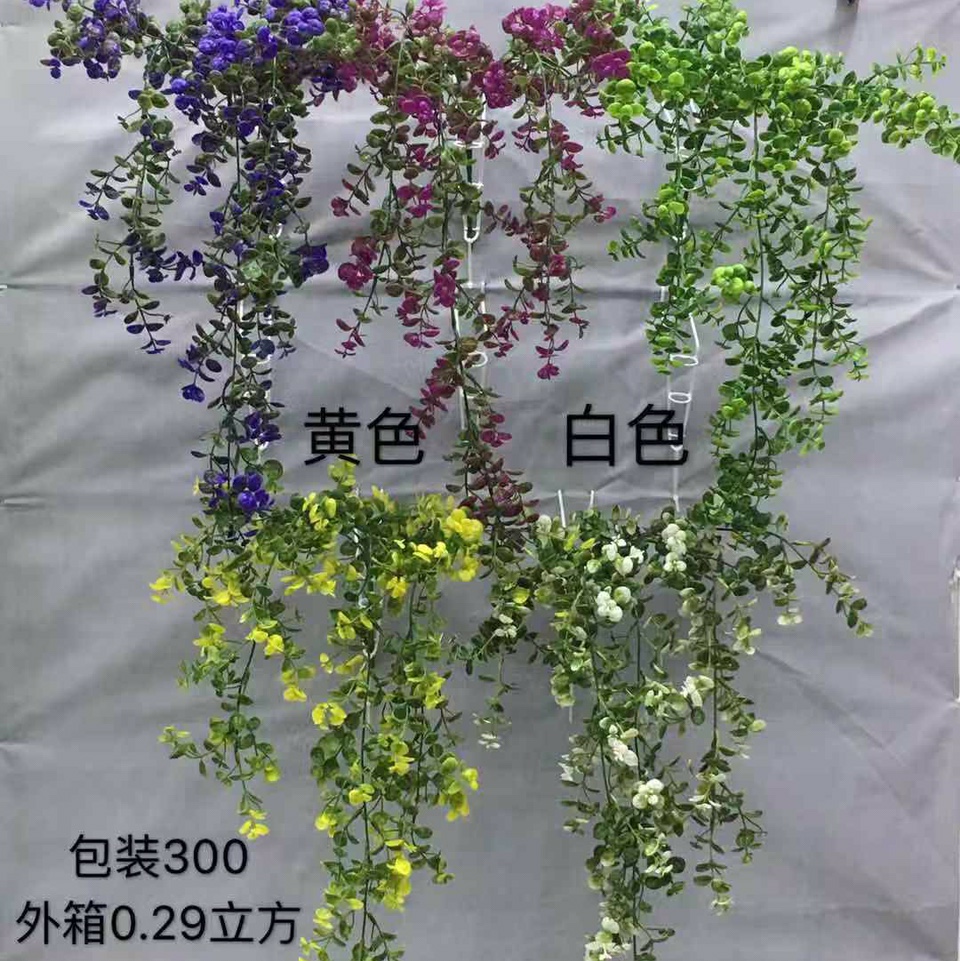 5头壁挂辛福草