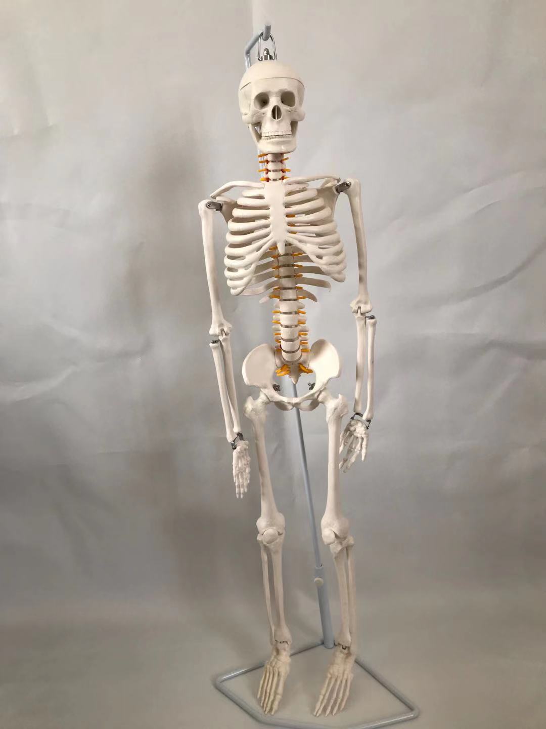 青华33204仿真人体骨骼模型 85CM 42CM 85CM悬挂式可拆卸生物教学骷髅骨详情图4