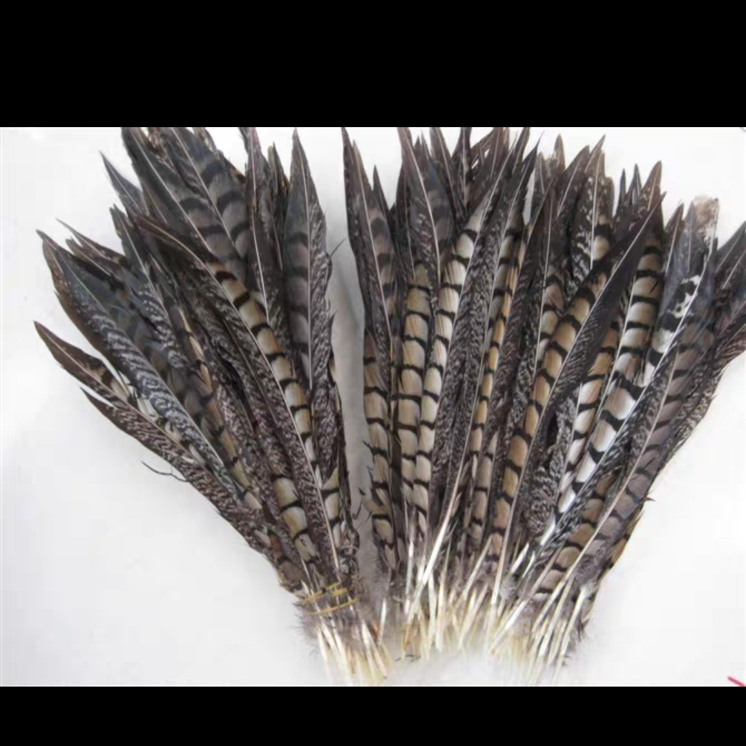 铜鸡侧尾30-35公分