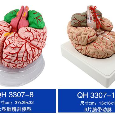 青华脑解剖模型 自然大 脑生物教学演示科教仪器沟裂叶回