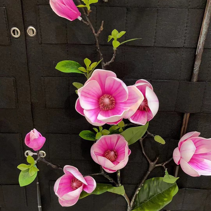 The pink magnolia has multiple heads