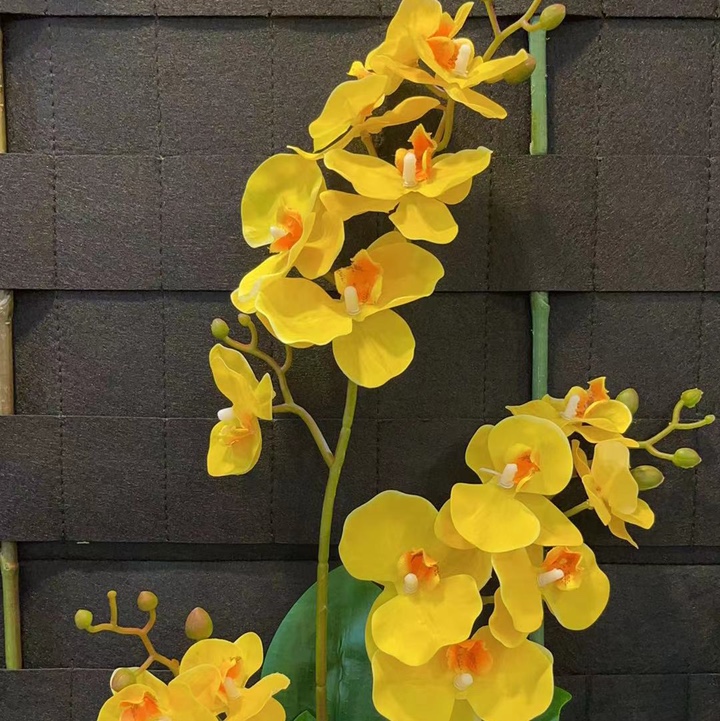 Orchid yellow