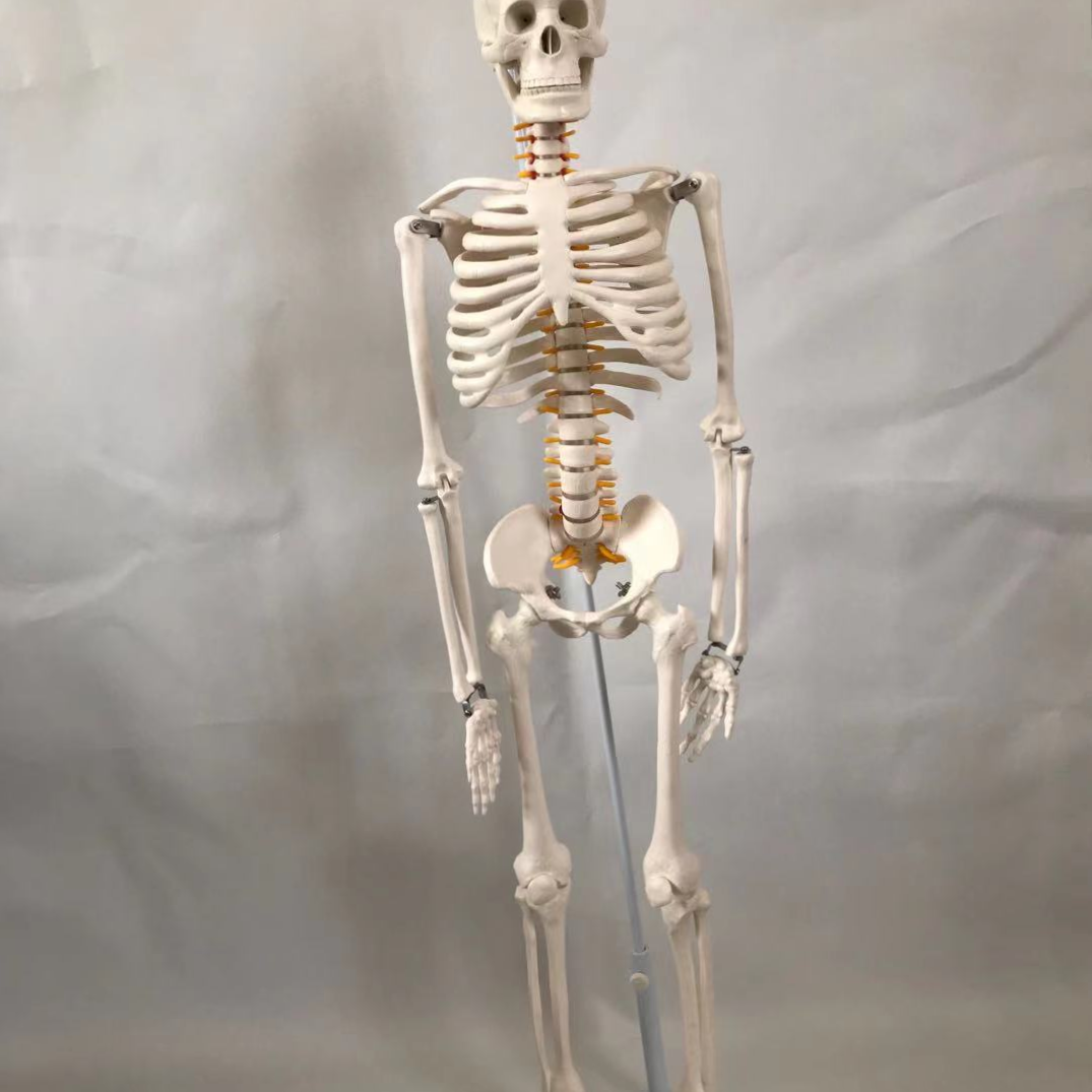 青华33204 85CM悬挂式可拆卸仿真人体骨骼模型 生物教学器材骷髅骨教学仪器