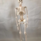 青华33204仿真人体骨骼模型 85CM 42CM 85CM悬挂式可拆卸生物教学骷髅骨图